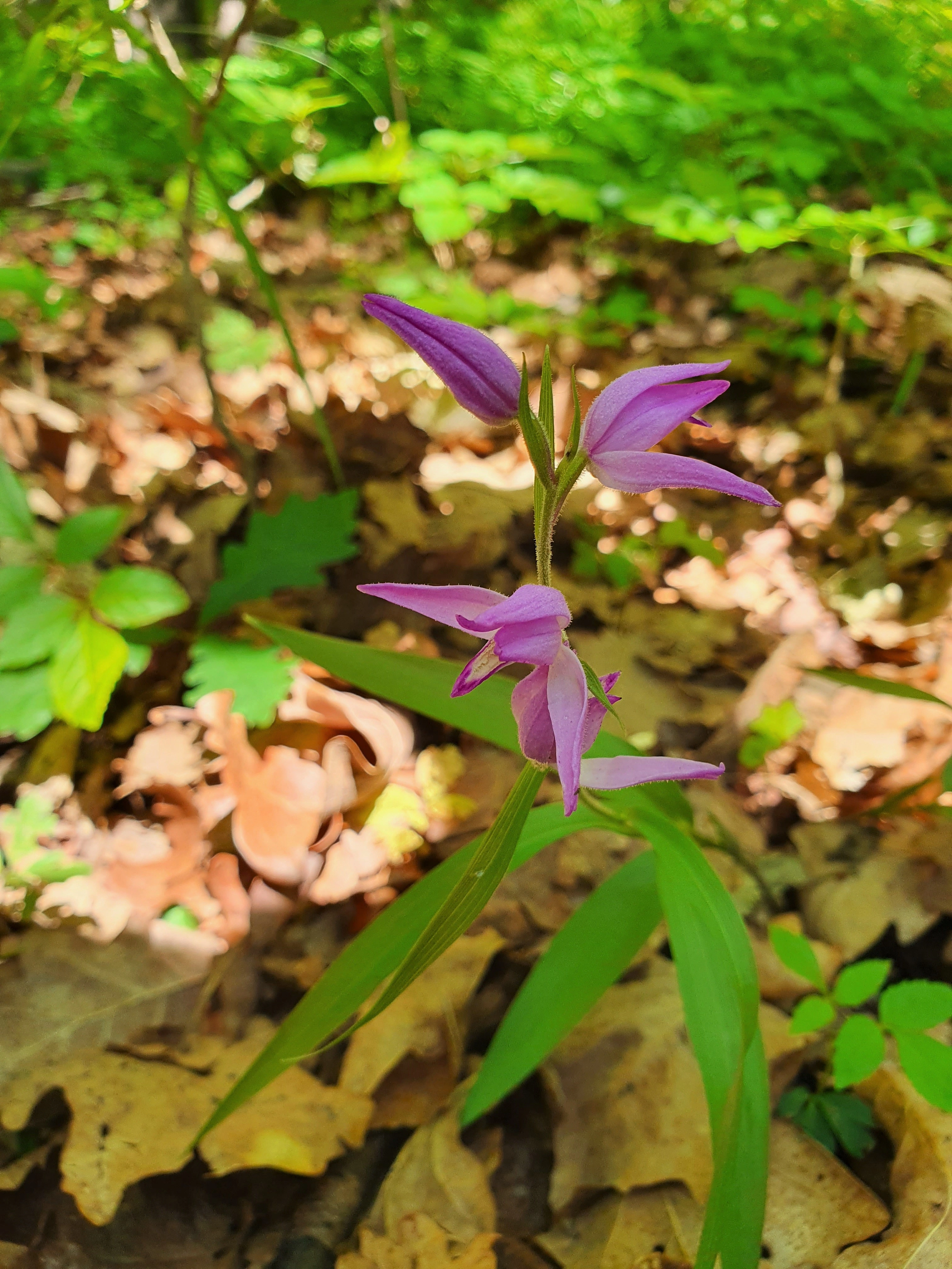 : Cephalanthera rubra.