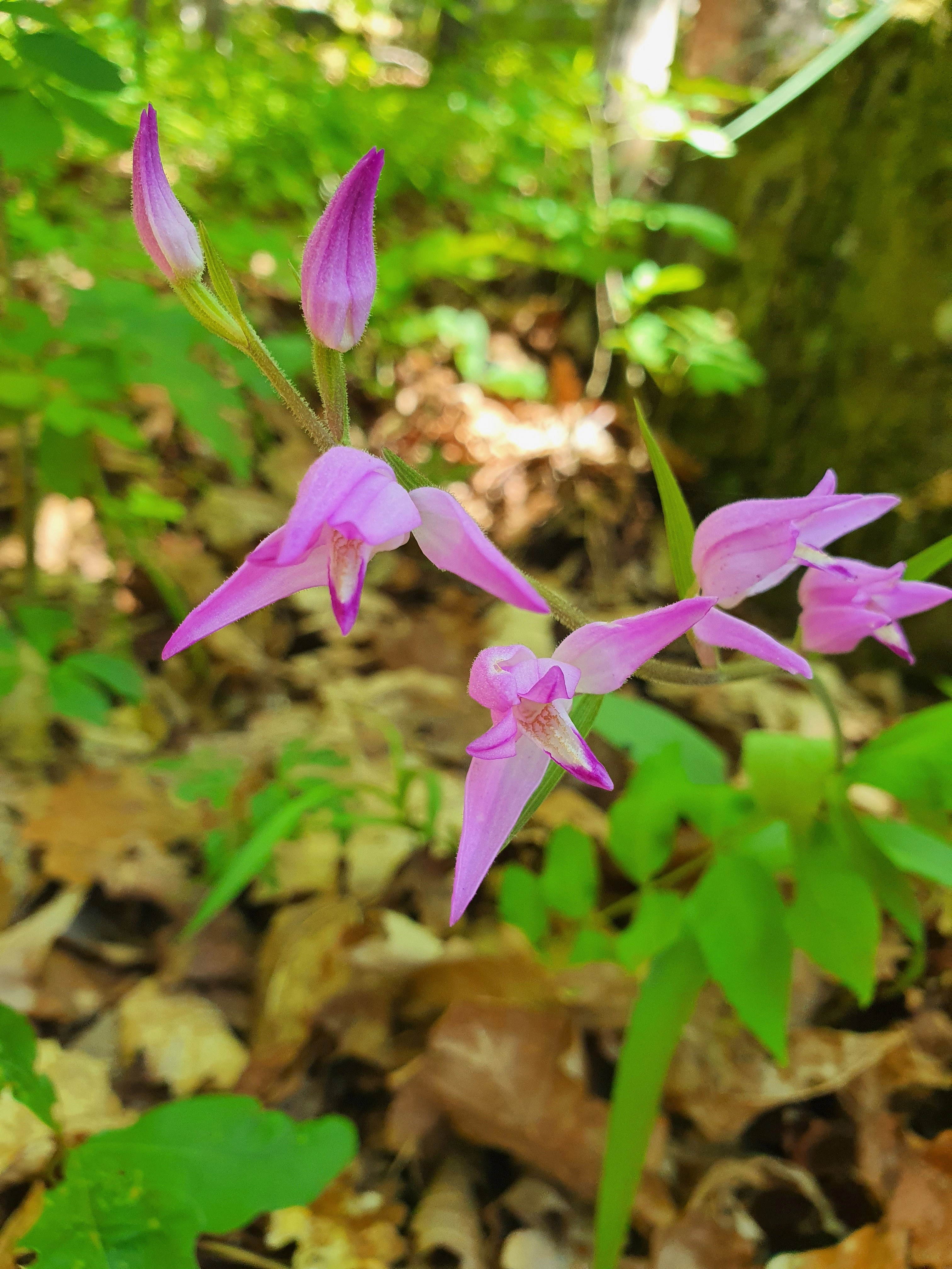 : Cephalanthera rubra.