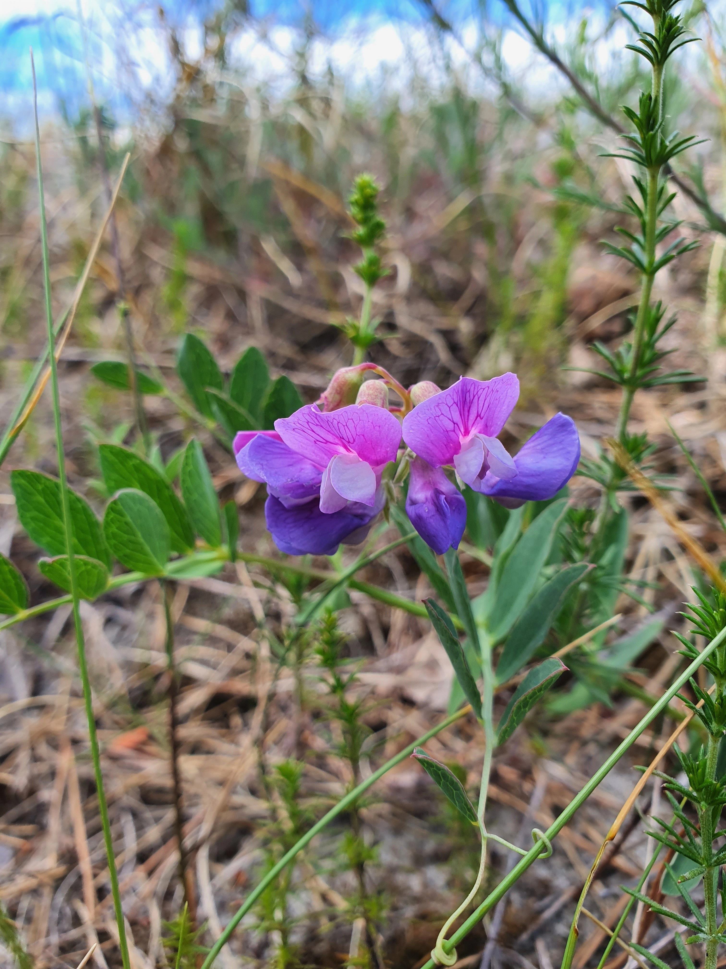 : Lathyrus japonicus.