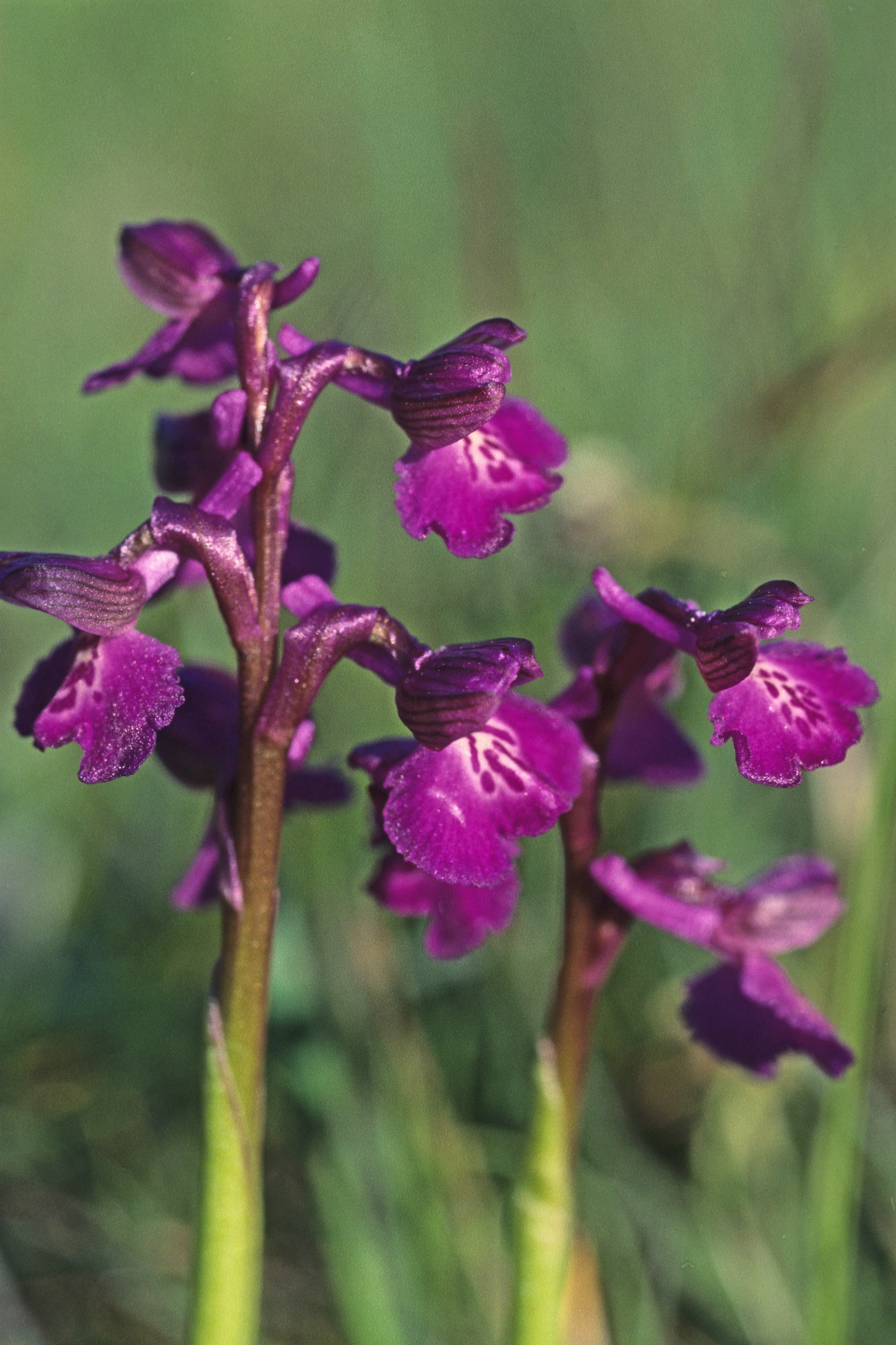 : Anacamptis morio.