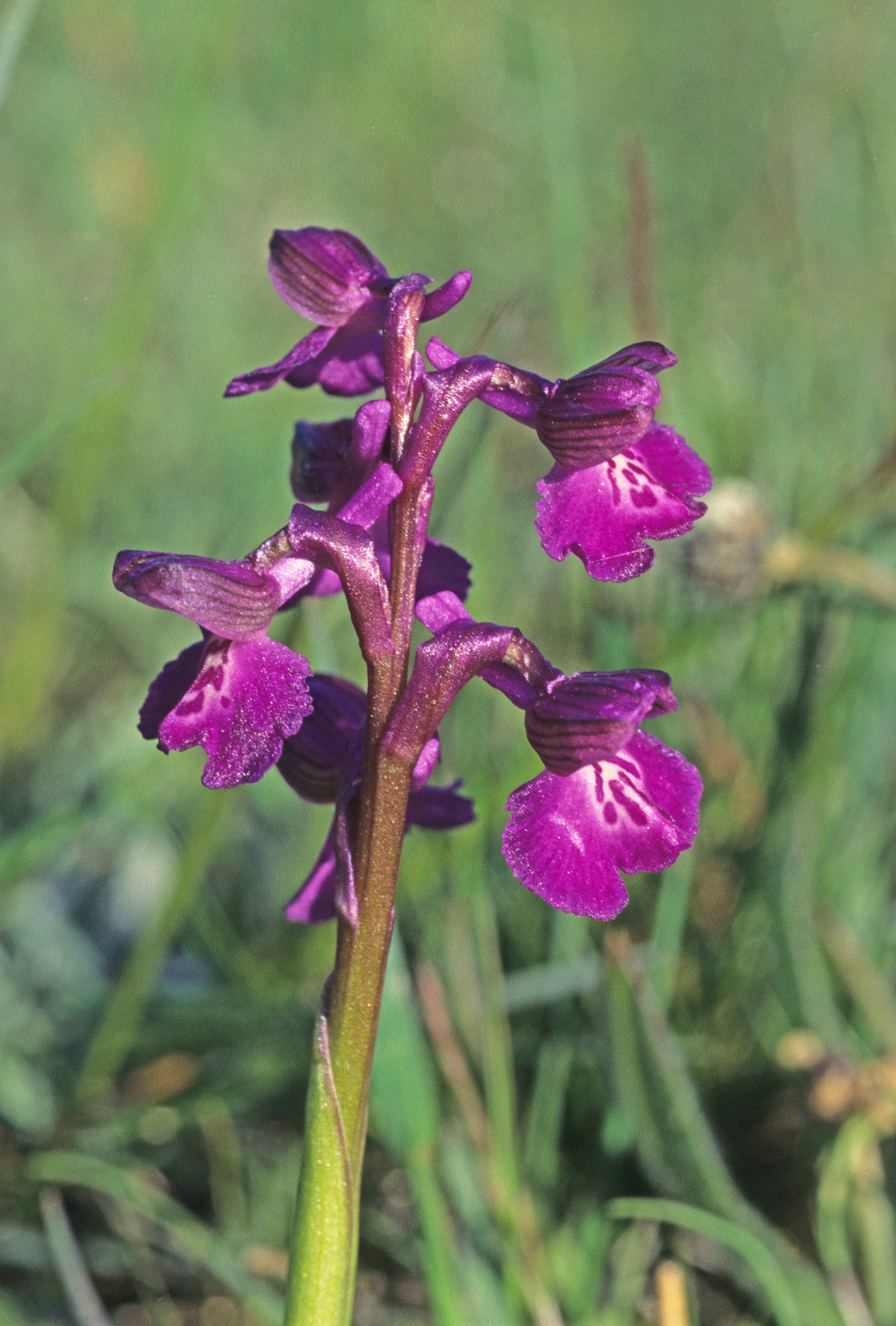 : Anacamptis morio.