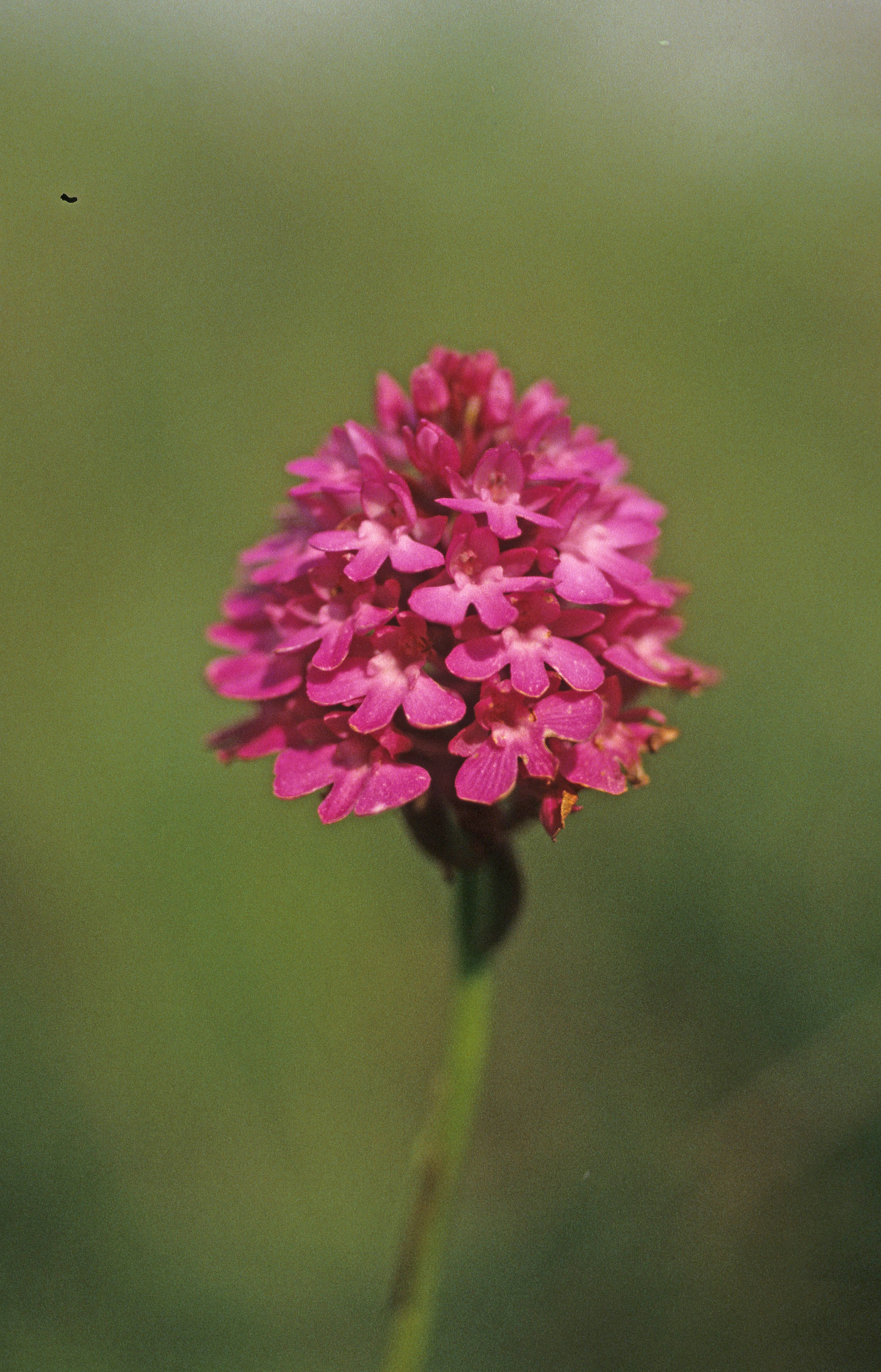 : Anacamptis pyramidalis.