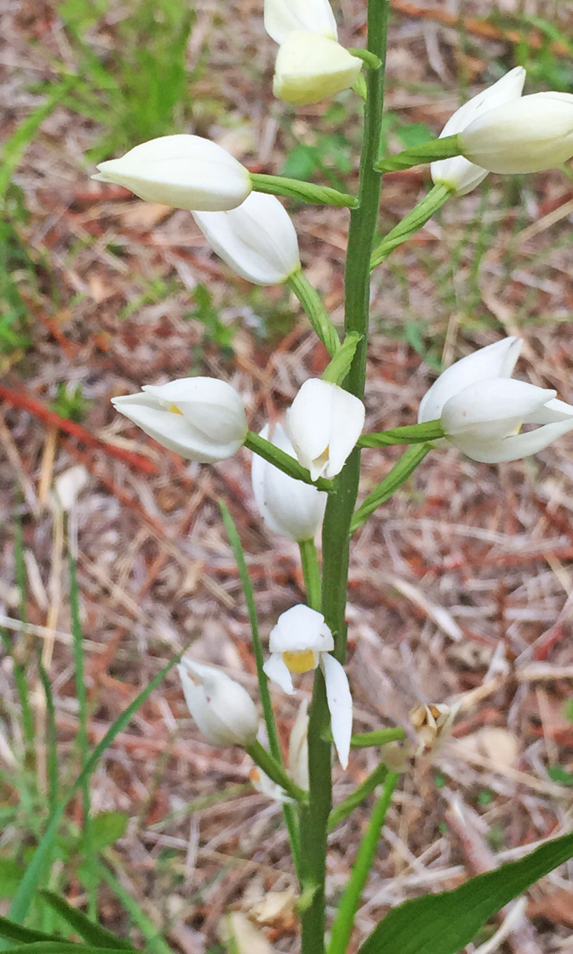 : Cephalanthera longifolia.