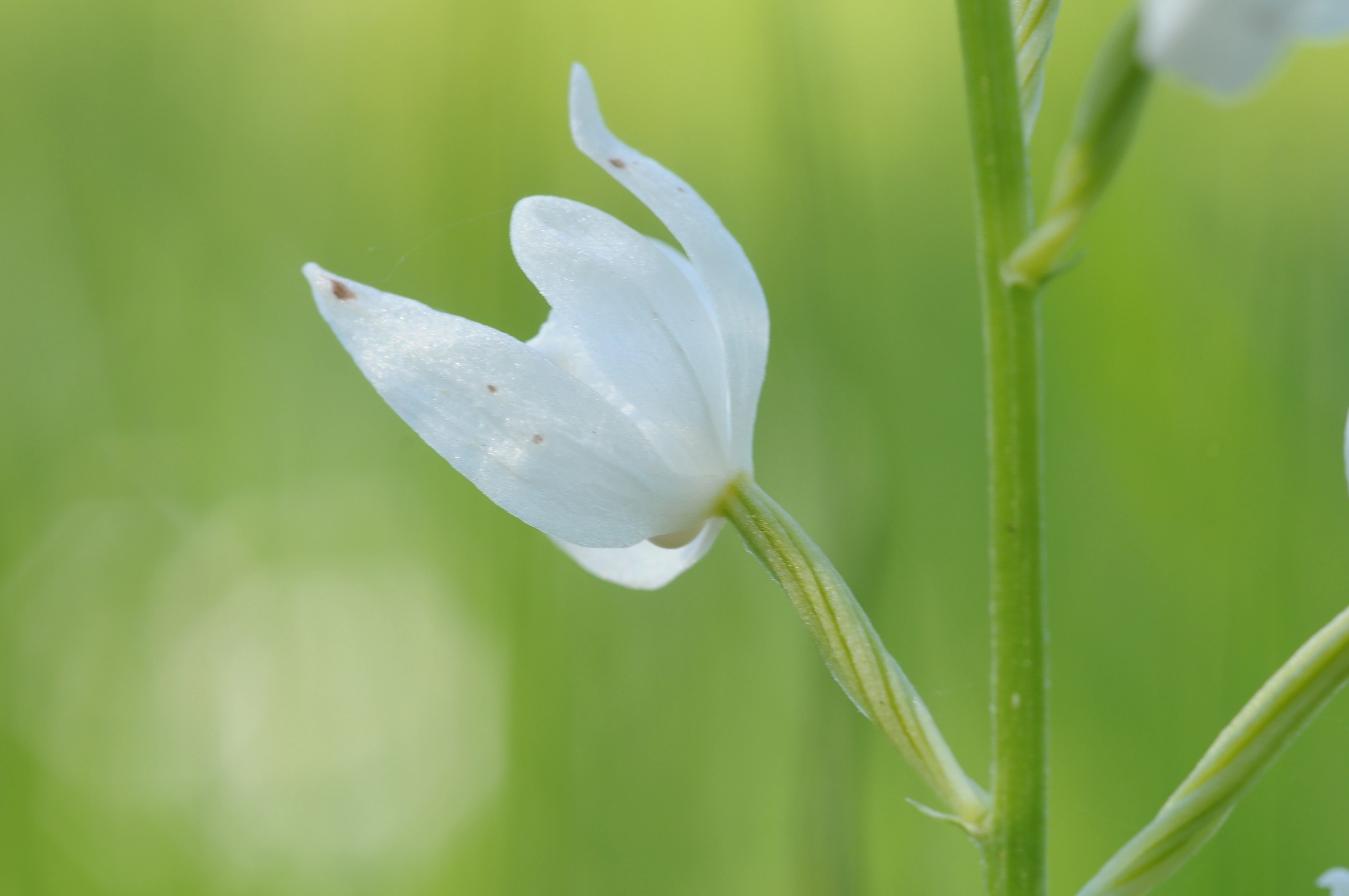 : Cephalanthera longifolia.