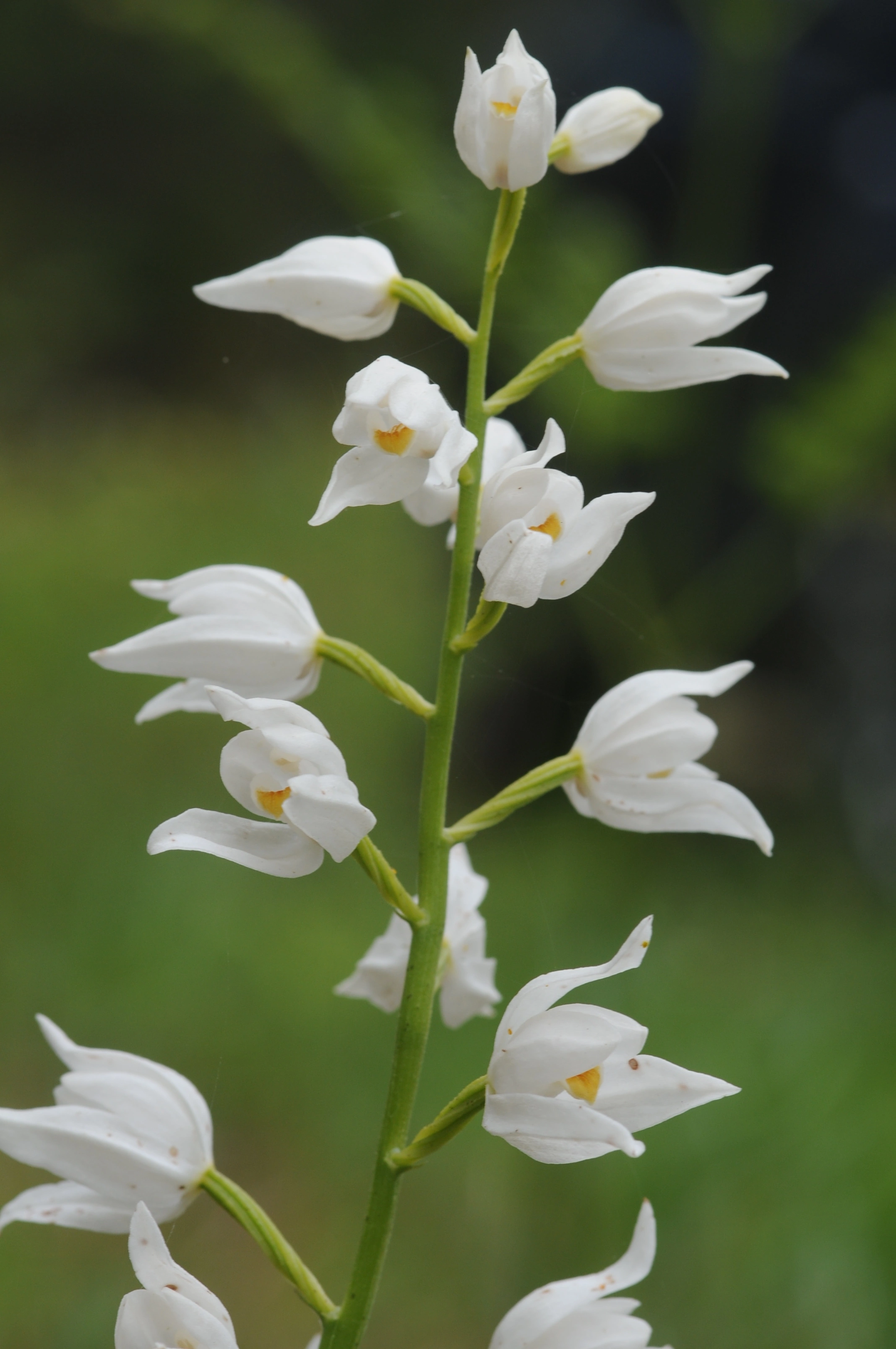 : Cephalanthera longifolia.