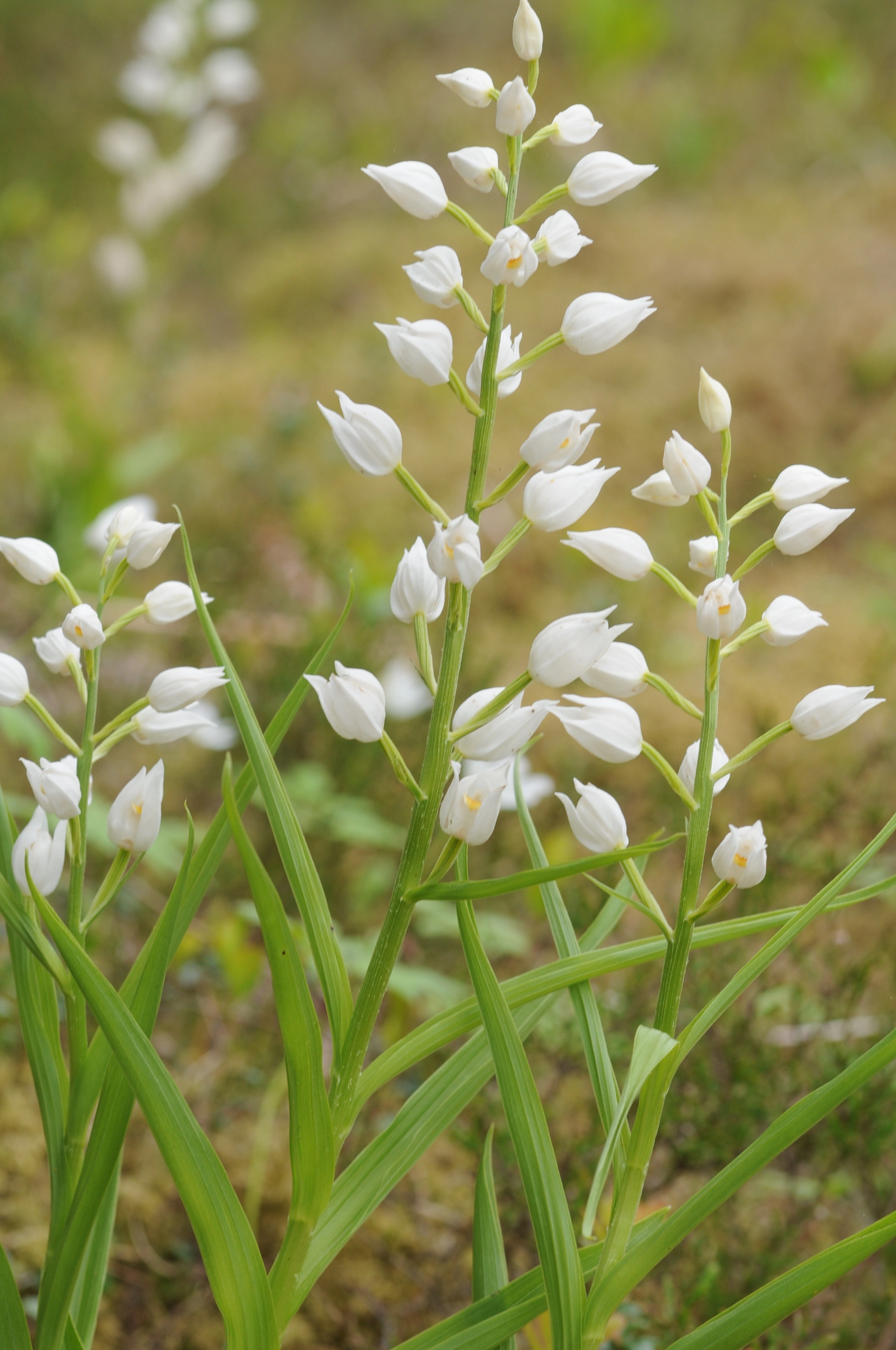 : Cephalanthera longifolia.