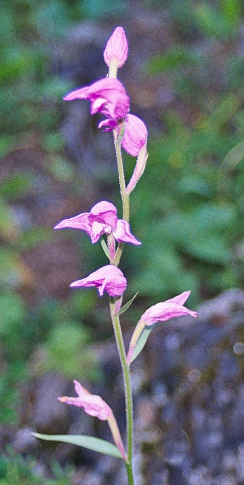 : Cephalanthera rubra.