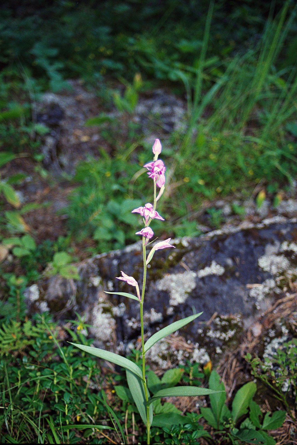 : Cephalanthera rubra.