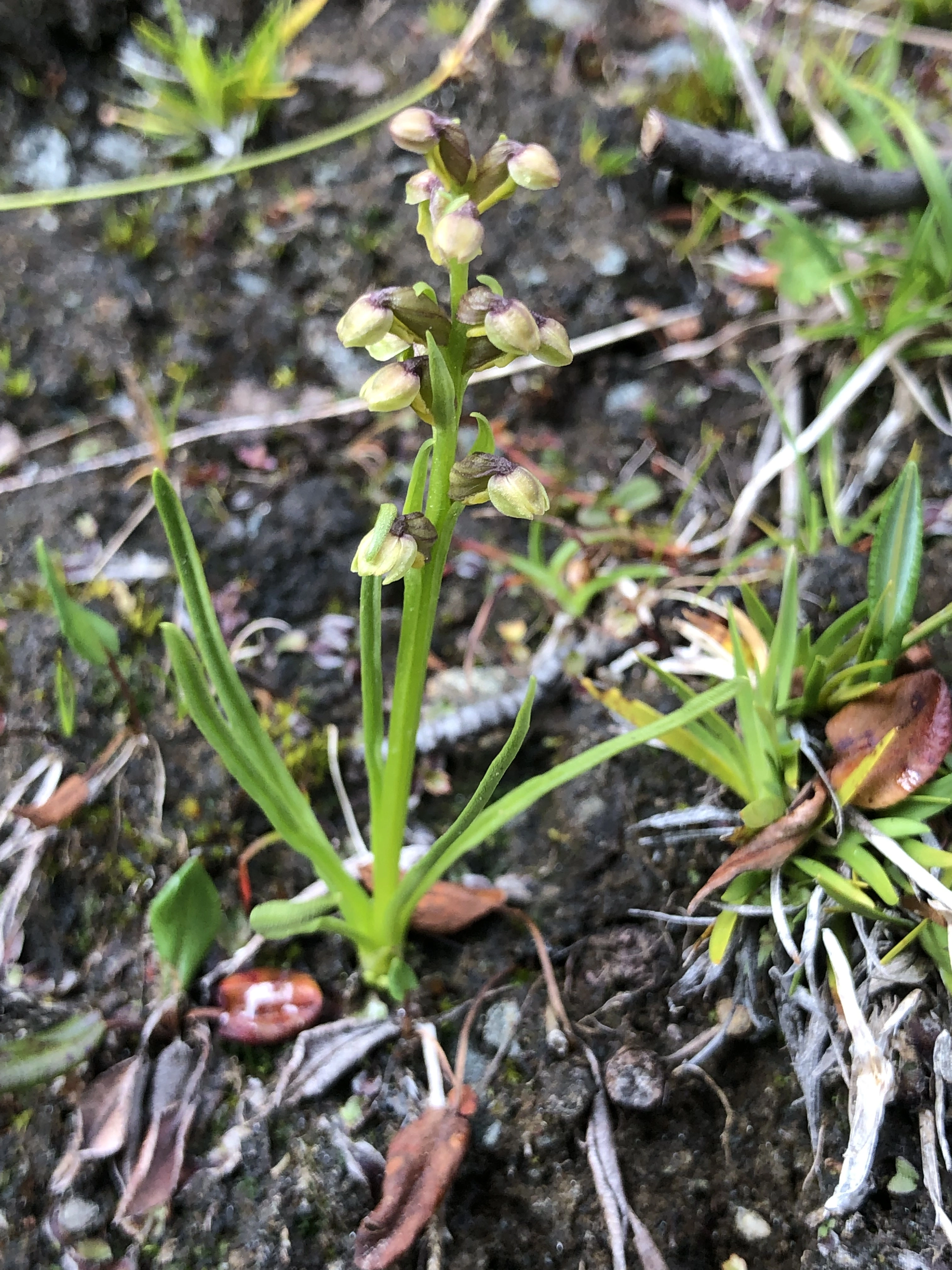 : Chamorchis alpina.