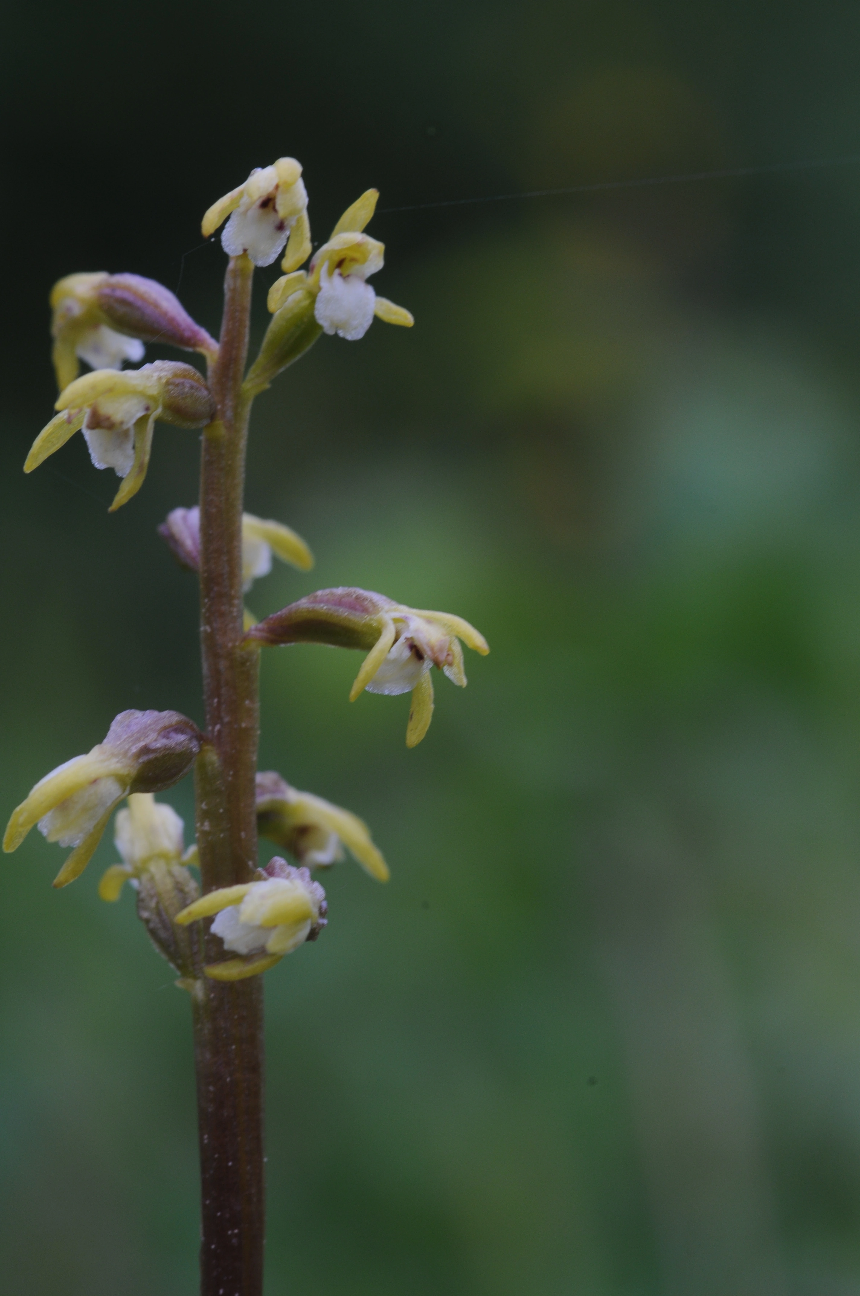 : Corallorhiza trifida.