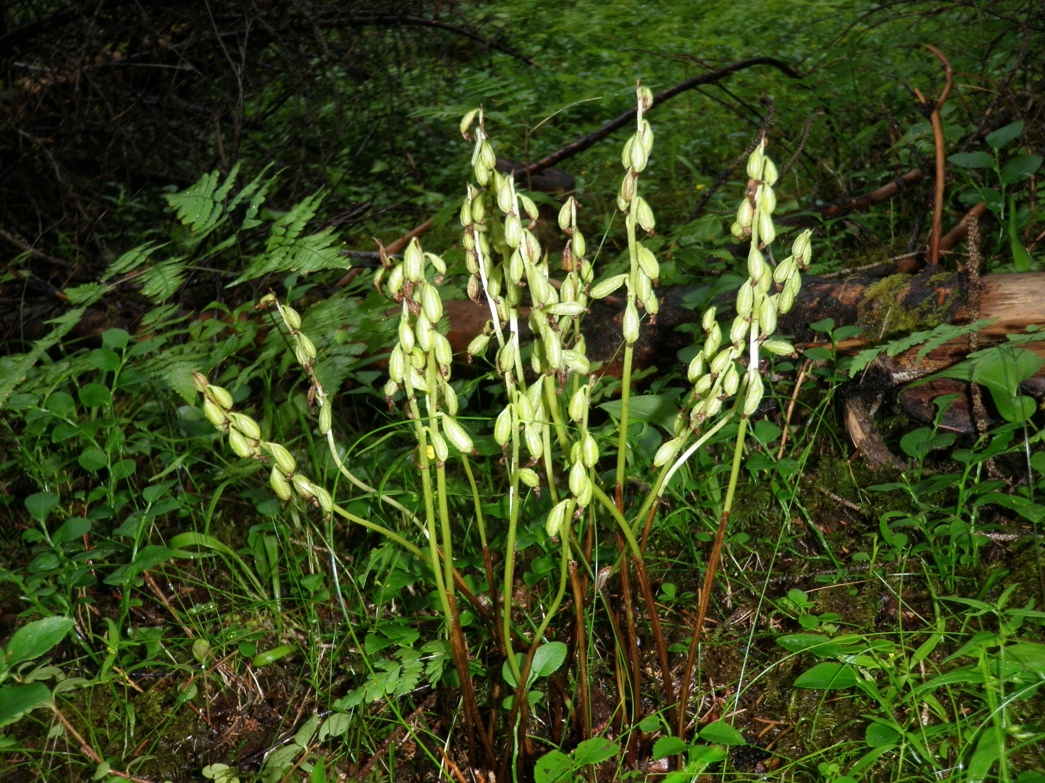 : Corallorhiza trifida.