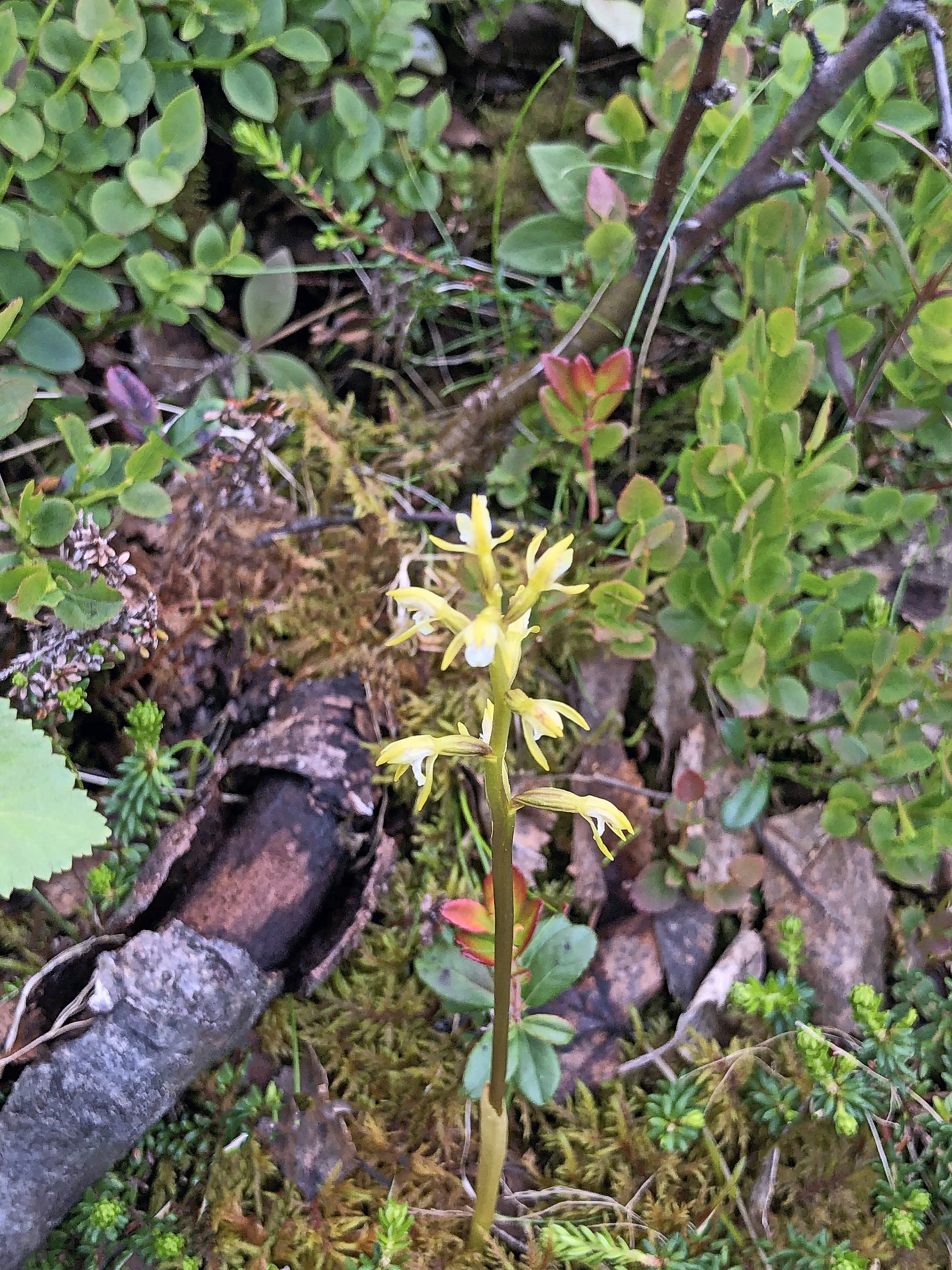 : Corallorhiza trifida.