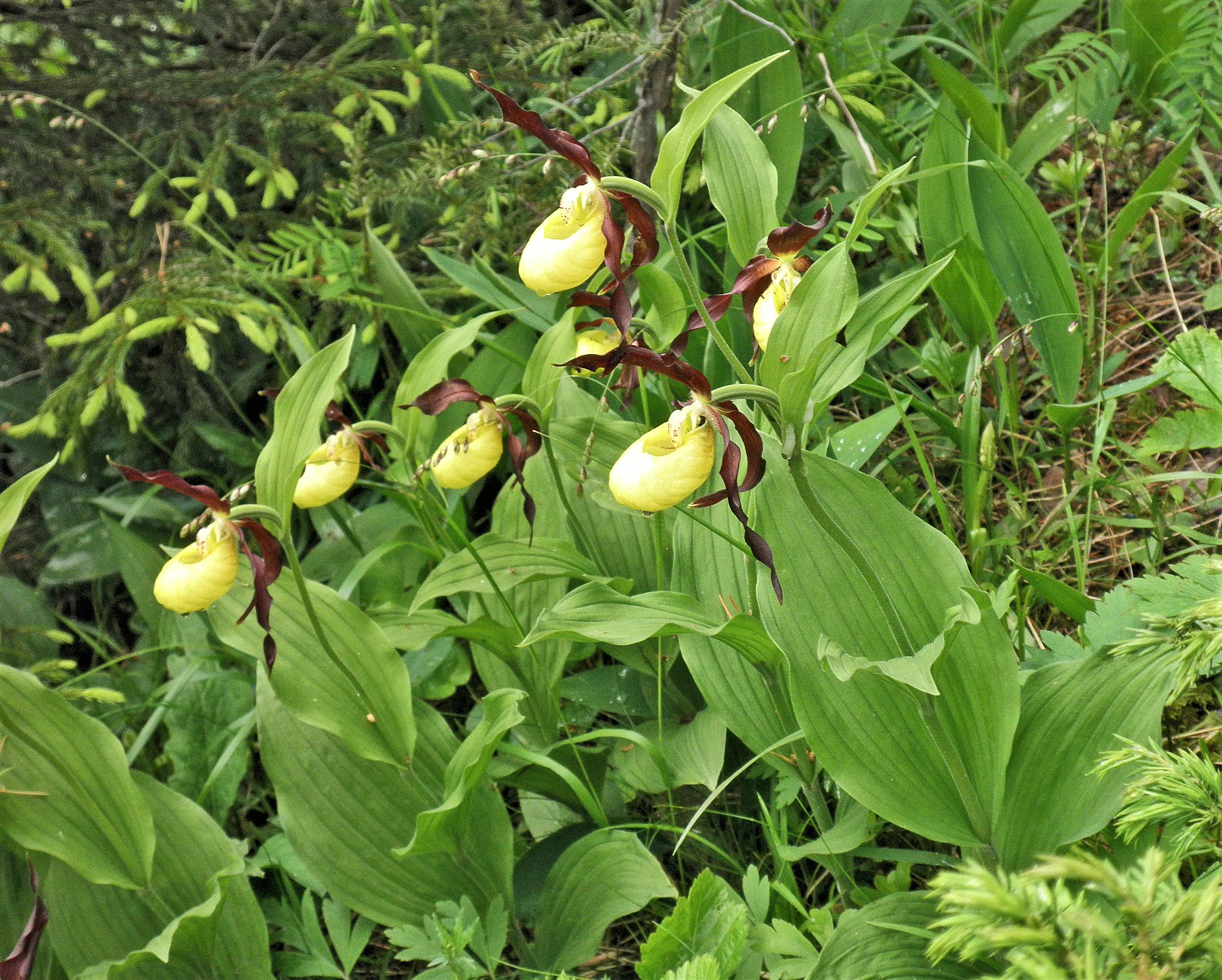 : Cypripedium calceolus.