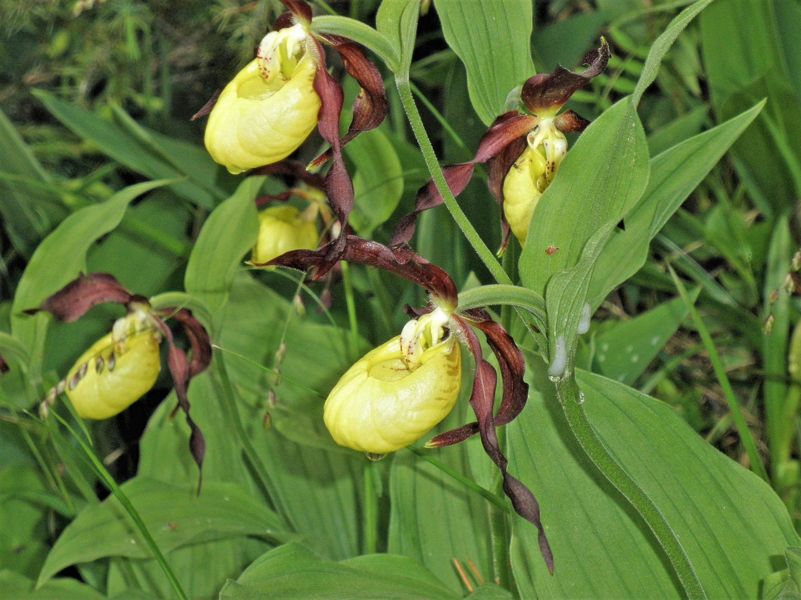 : Cypripedium calceolus.