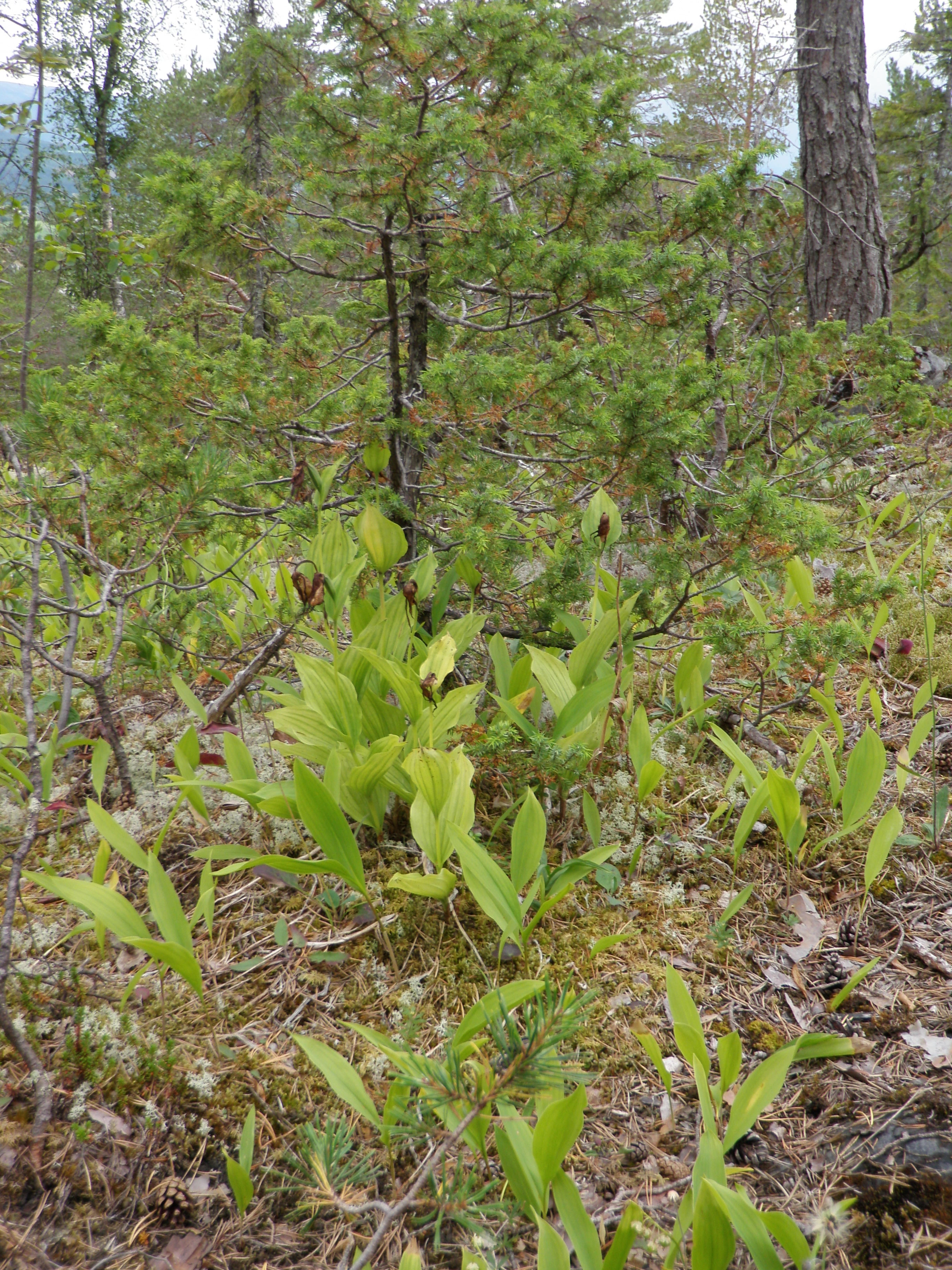 : Cypripedium calceolus.