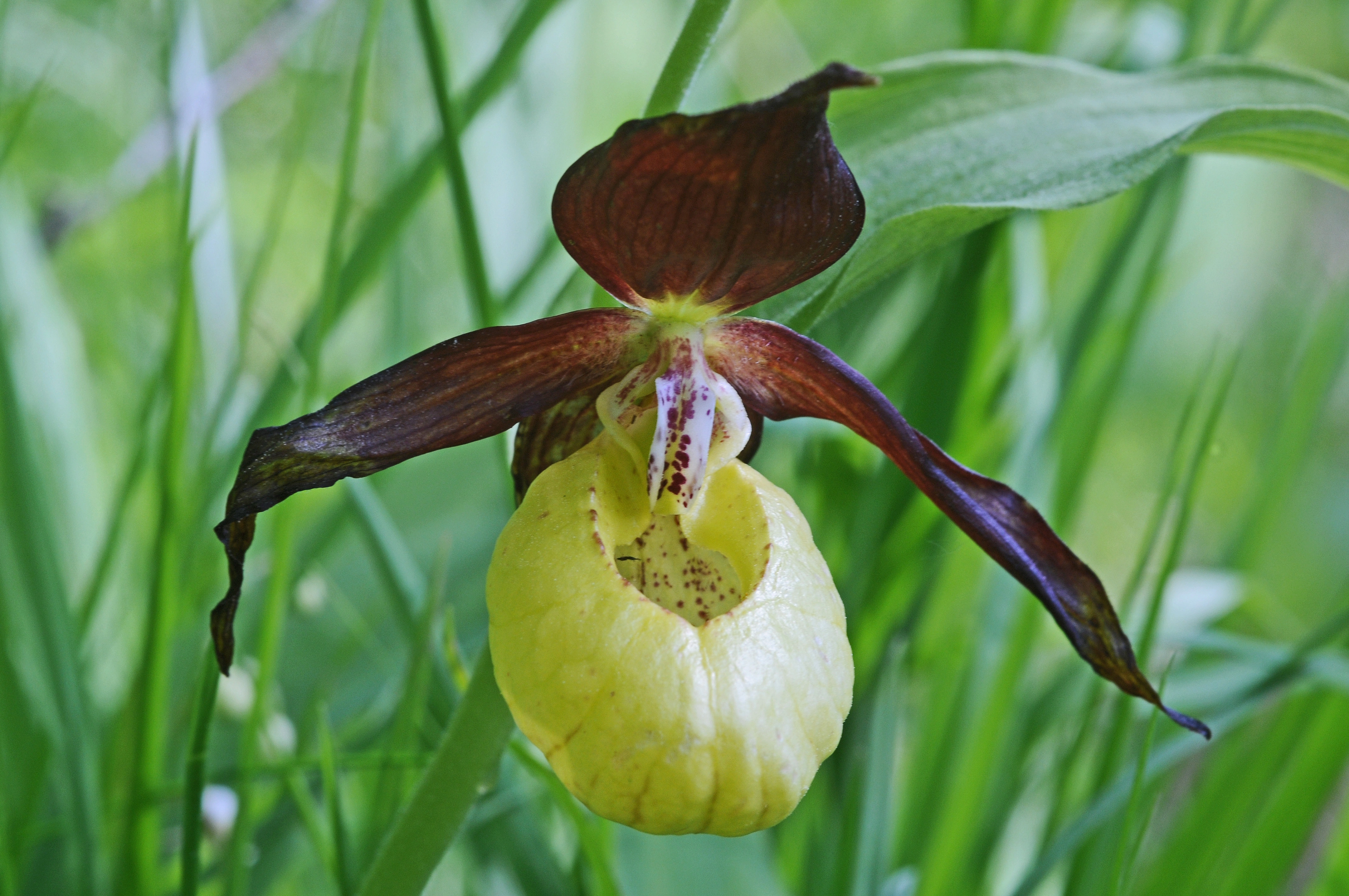 : Cypripedium calceolus.