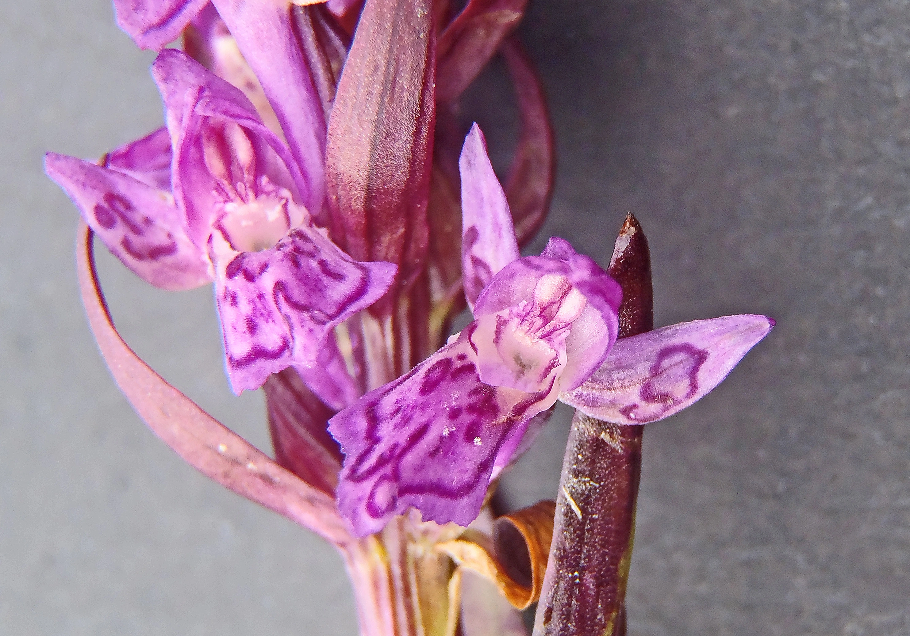 : Dactylorhiza incarnata incarnata.