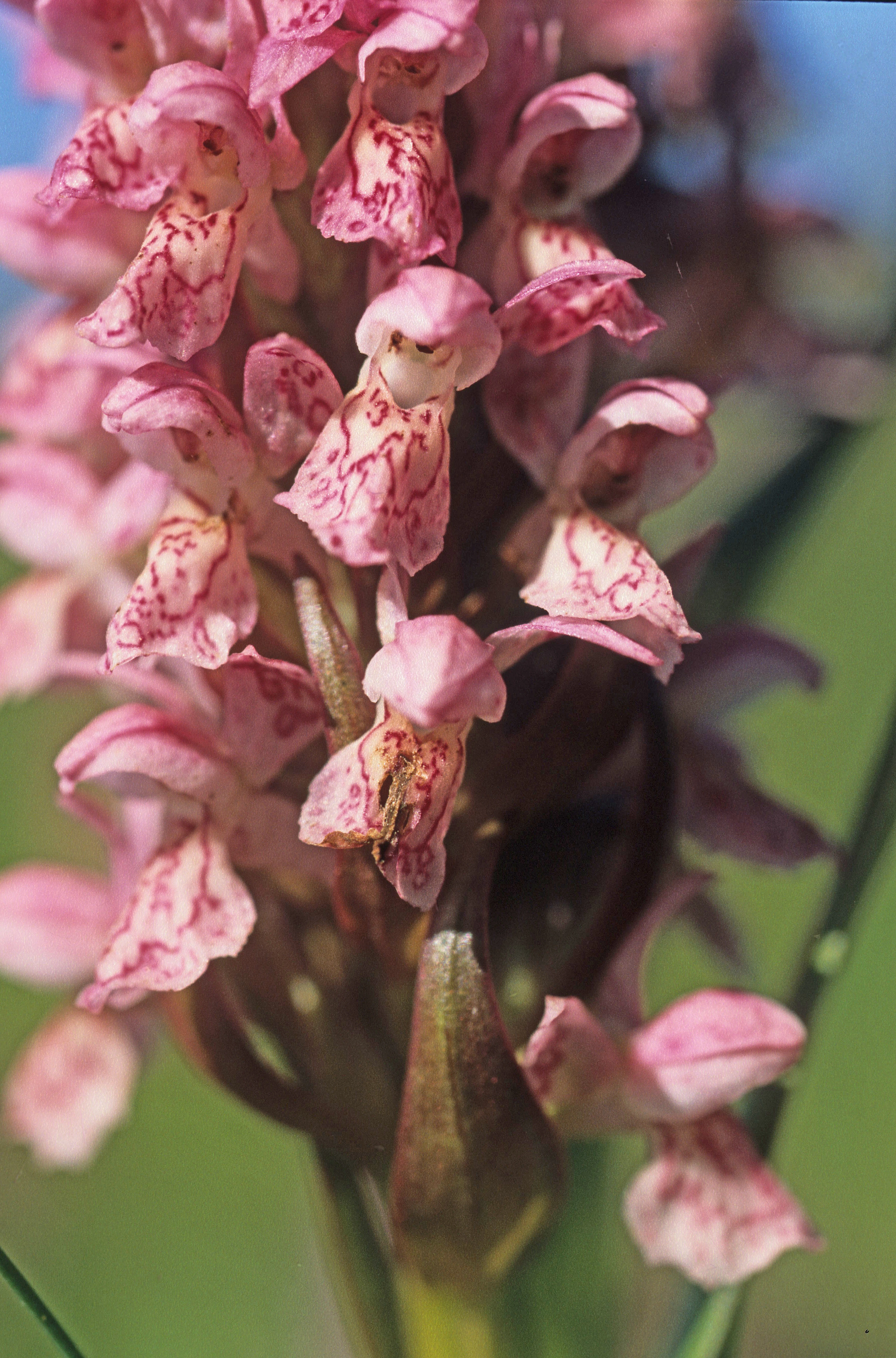 : Dactylorhiza incarnata incarnata.