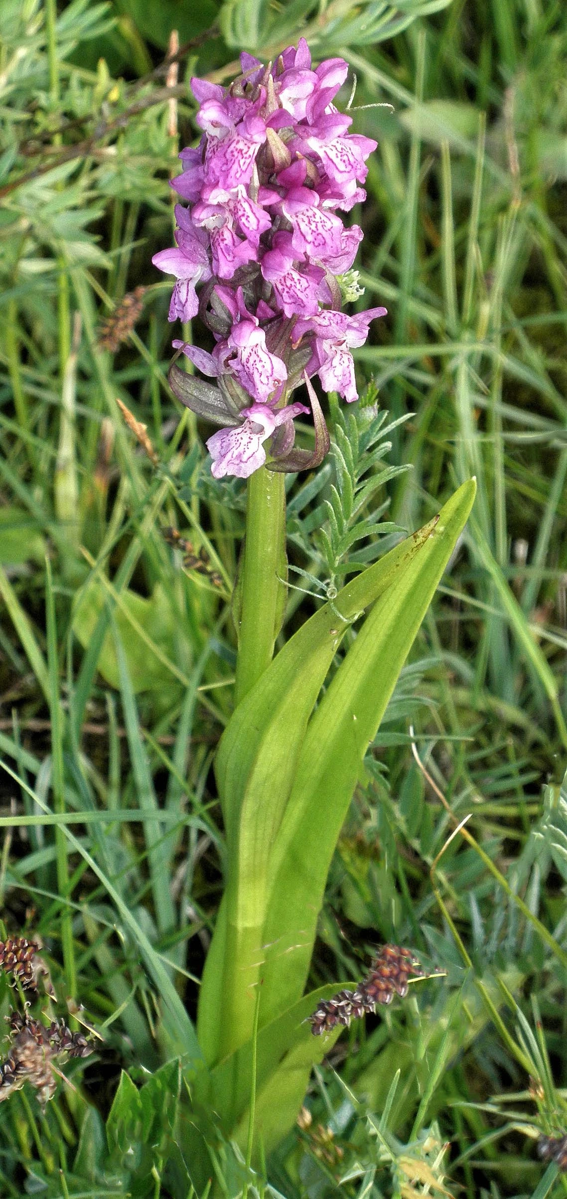 : Dactylorhiza incarnata.