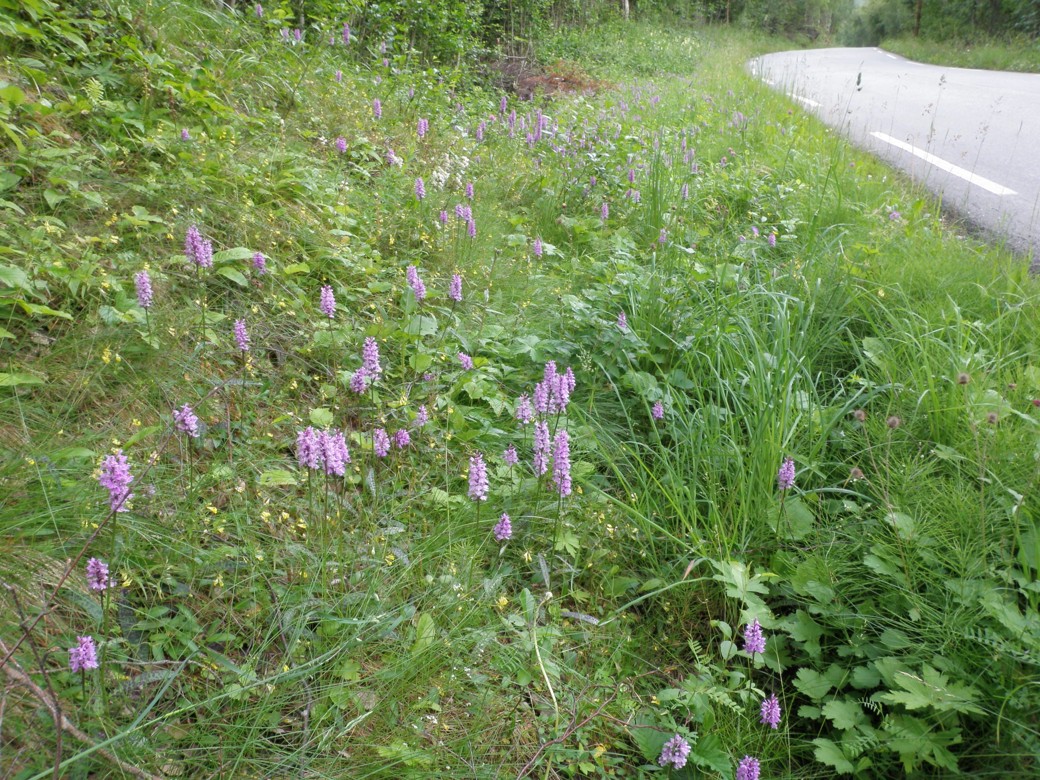 : Dactylorhiza maculata fuchsii.