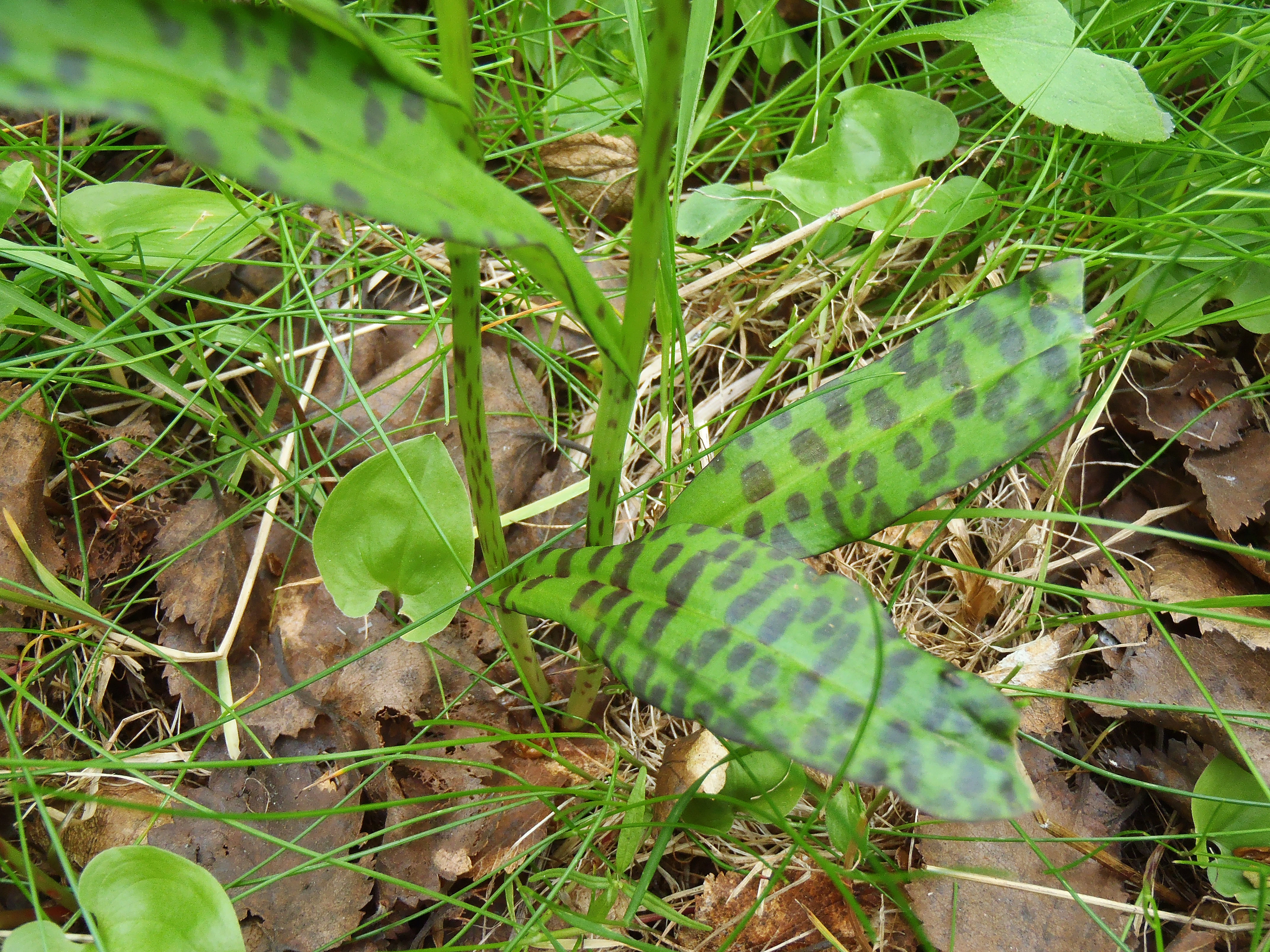 : Dactylorhiza maculata fuchsii.