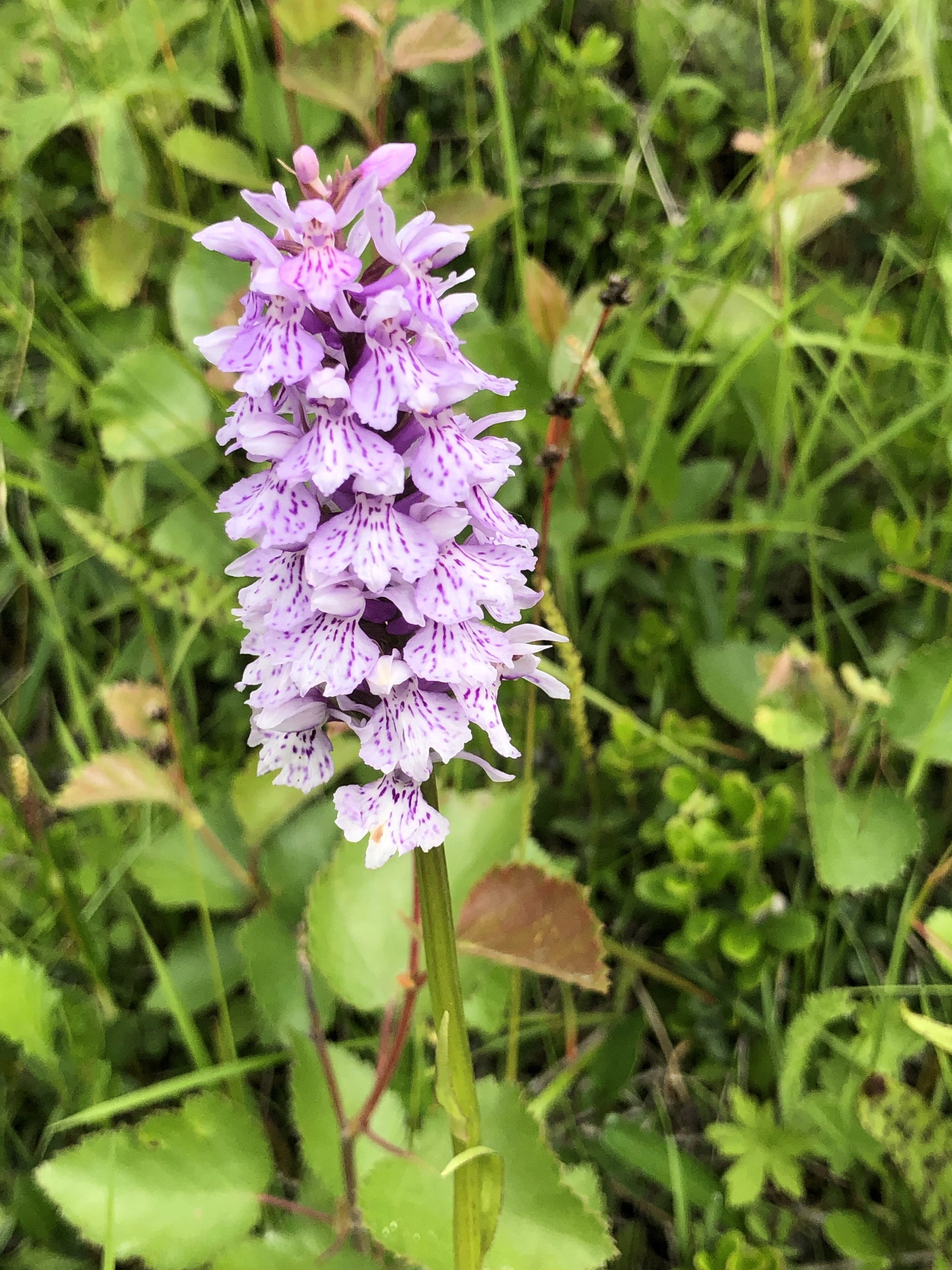 : Dactylorhiza maculata fuchsii.