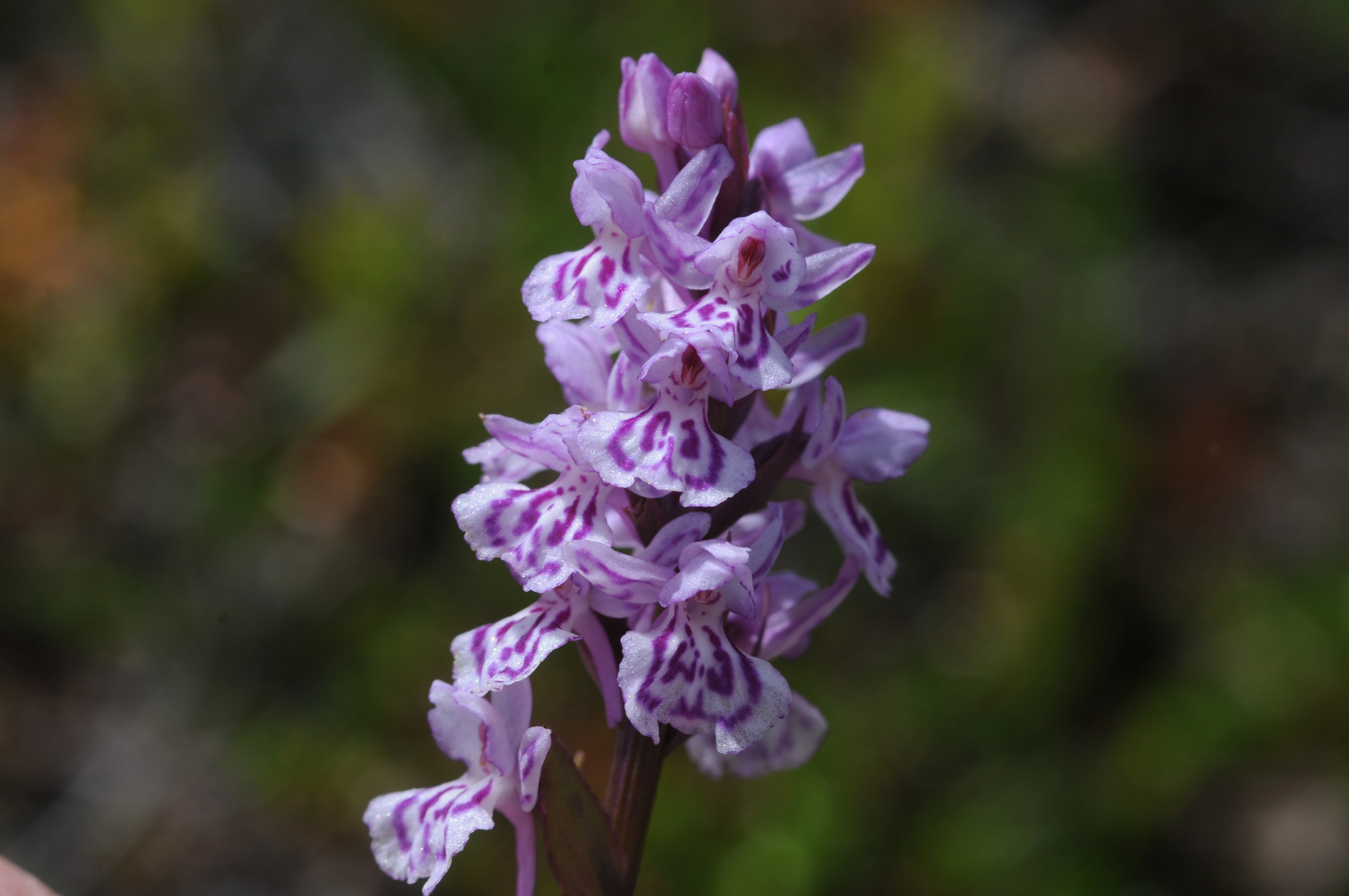 : Dactylorhiza maculata maculata.