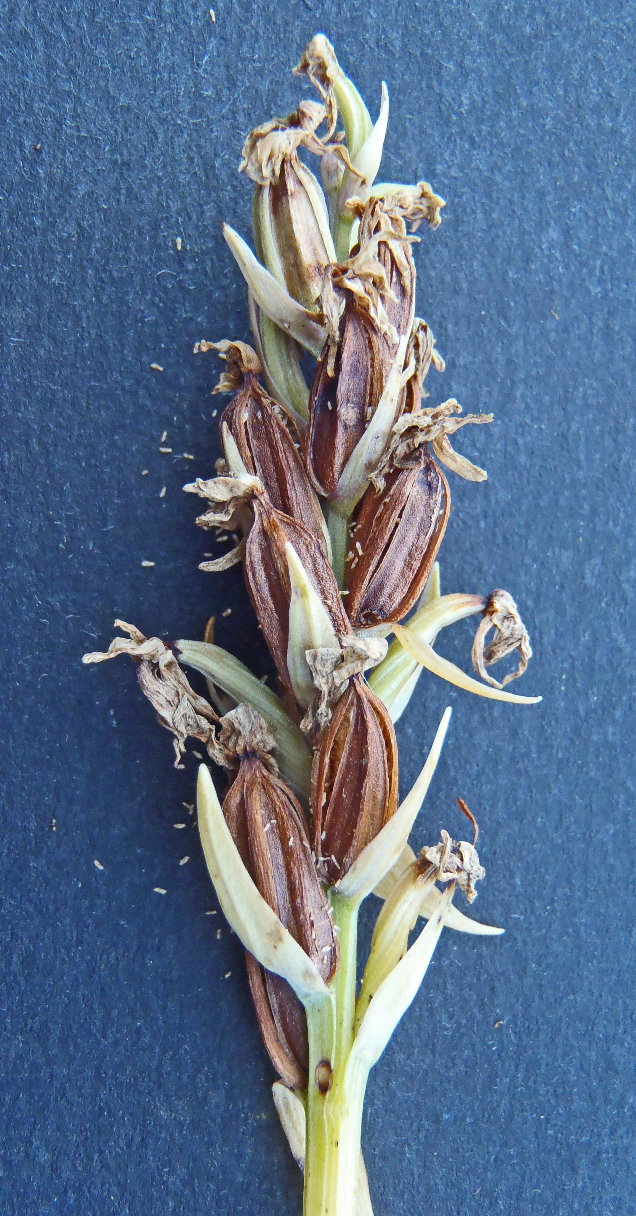 : Dactylorhiza maculata maculata.