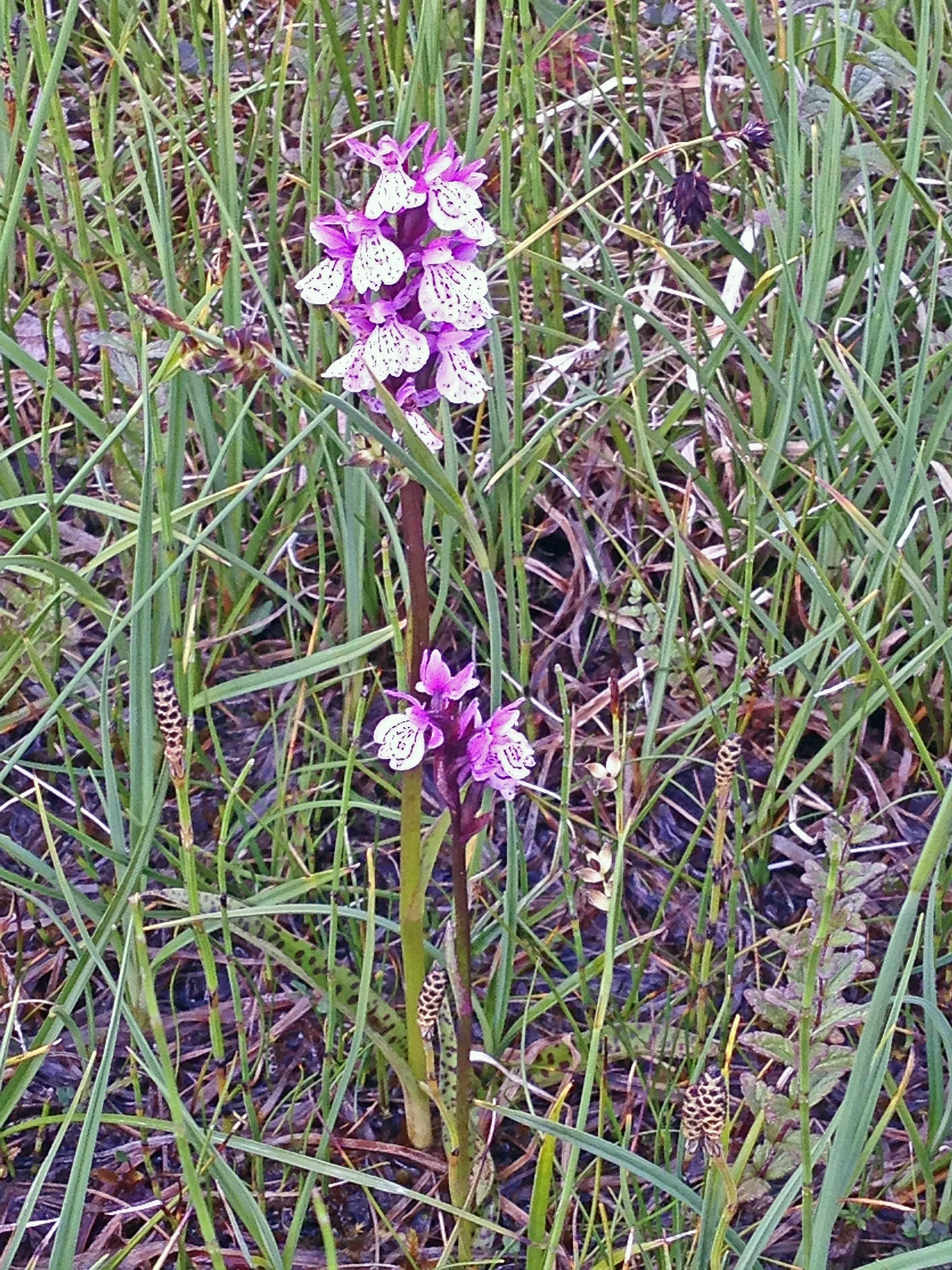 : Dactylorhiza maculata maculata.