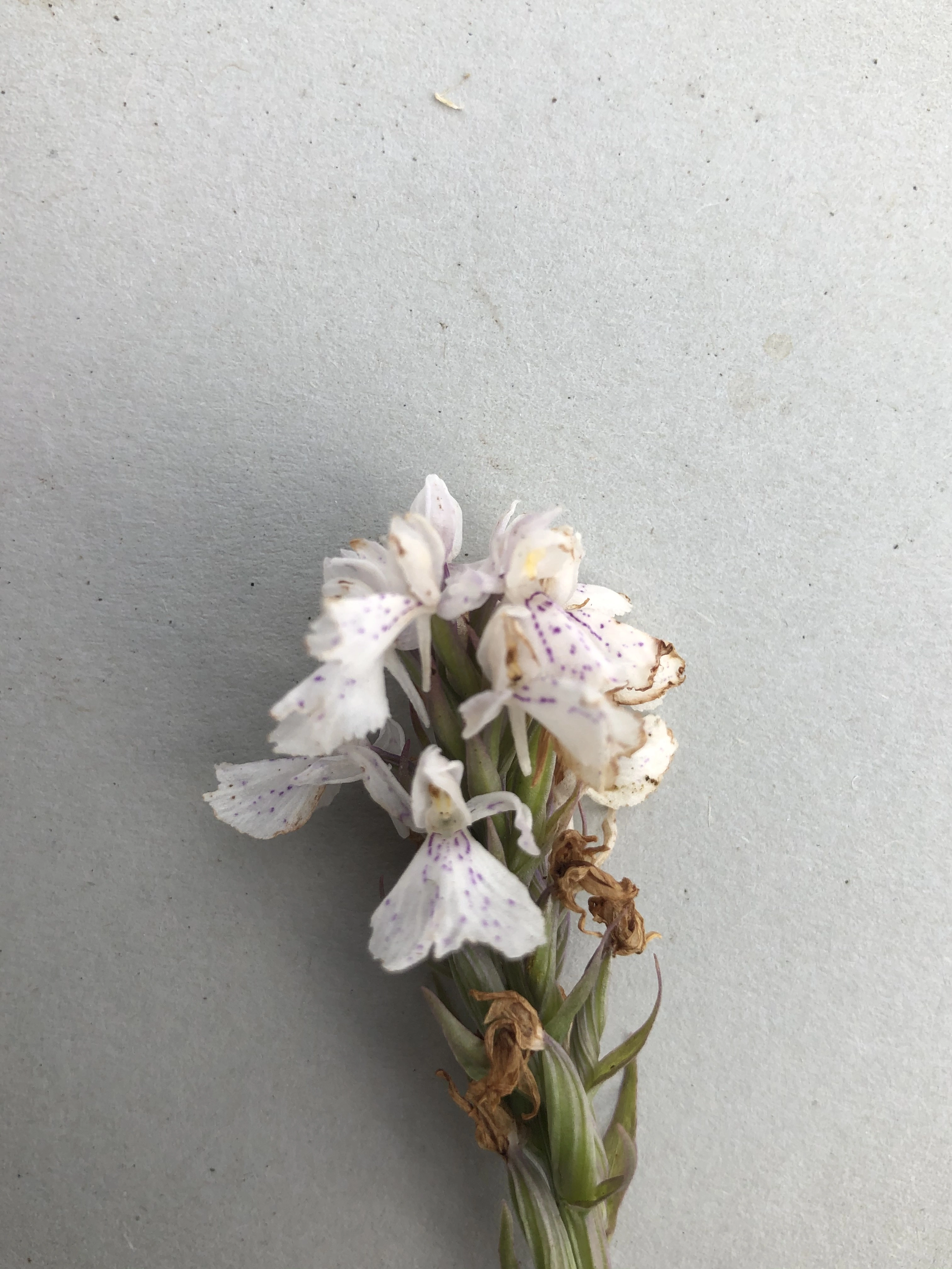 : Dactylorhiza maculata maculata.