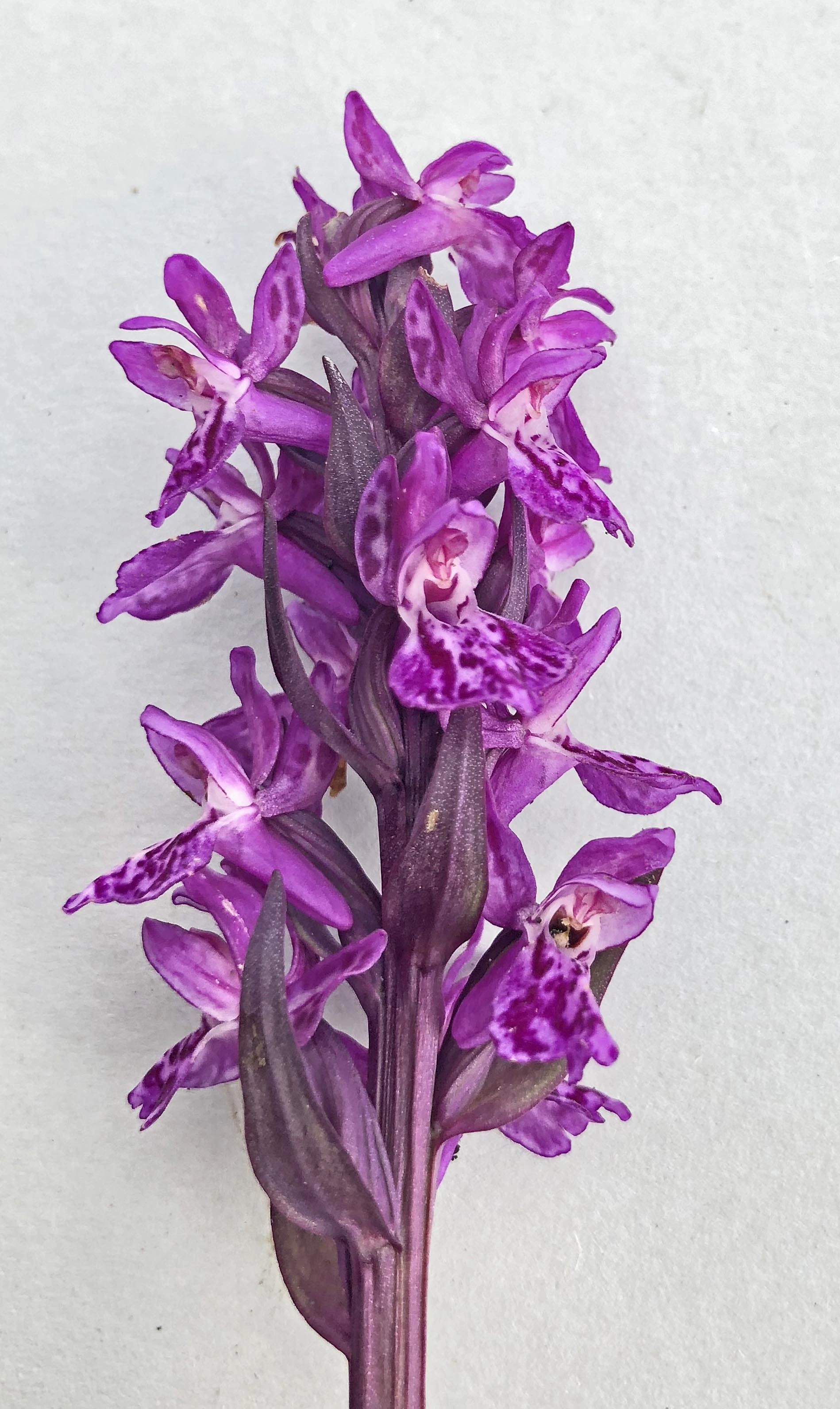 : Dactylorhiza majalis lapponica.