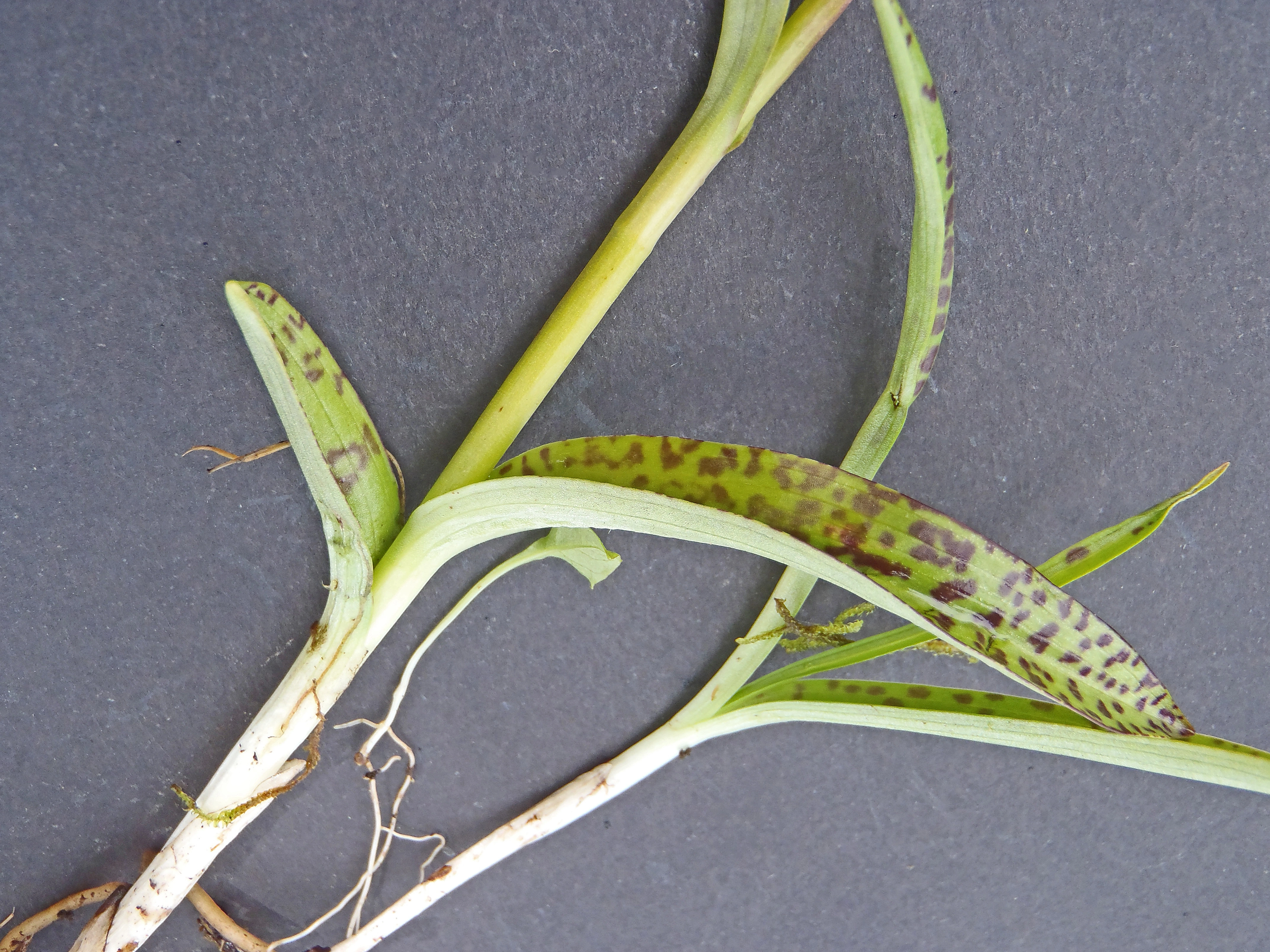 : Dactylorhiza majalis lapponica.