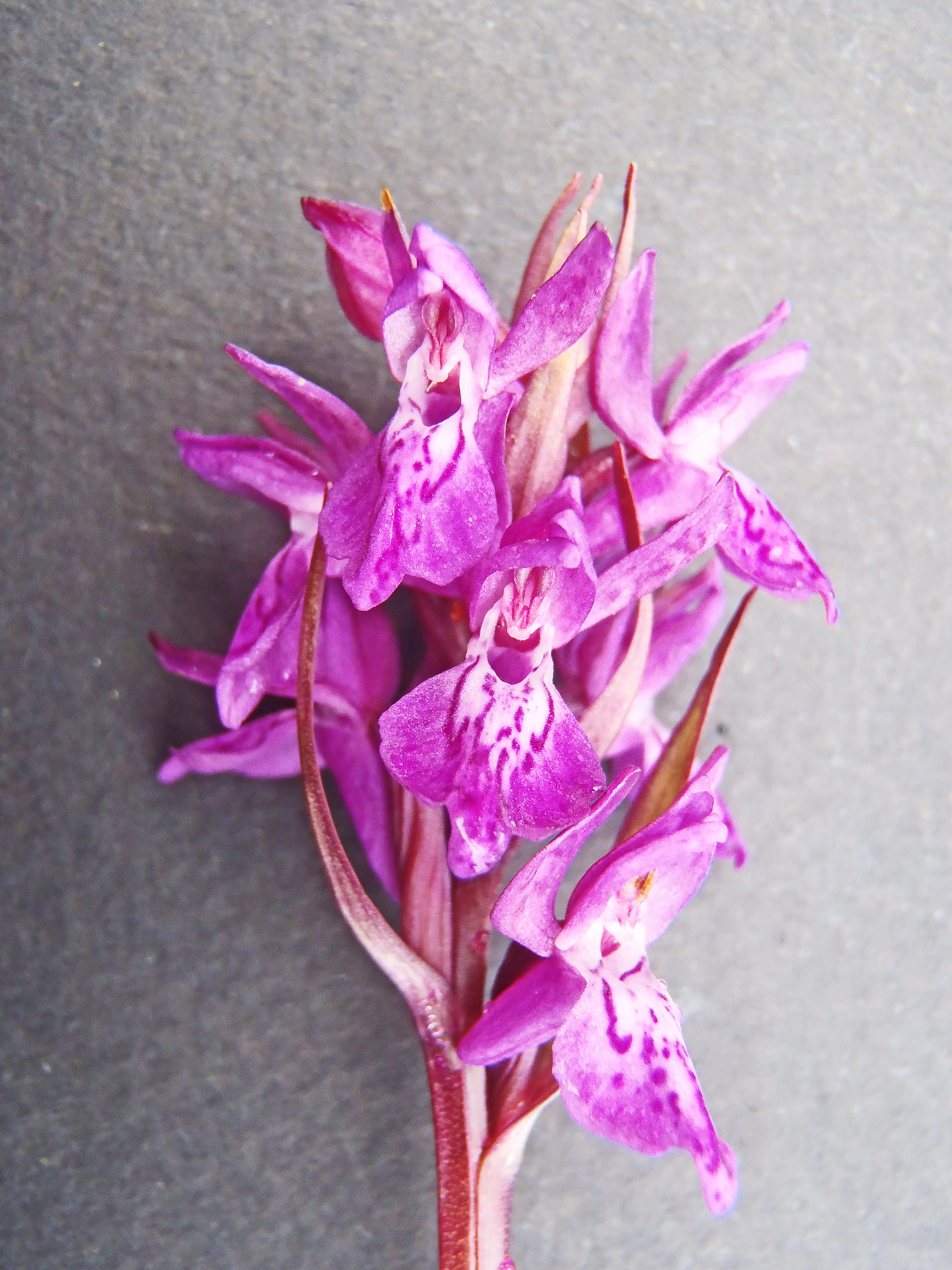 : Dactylorhiza majalis lapponica.