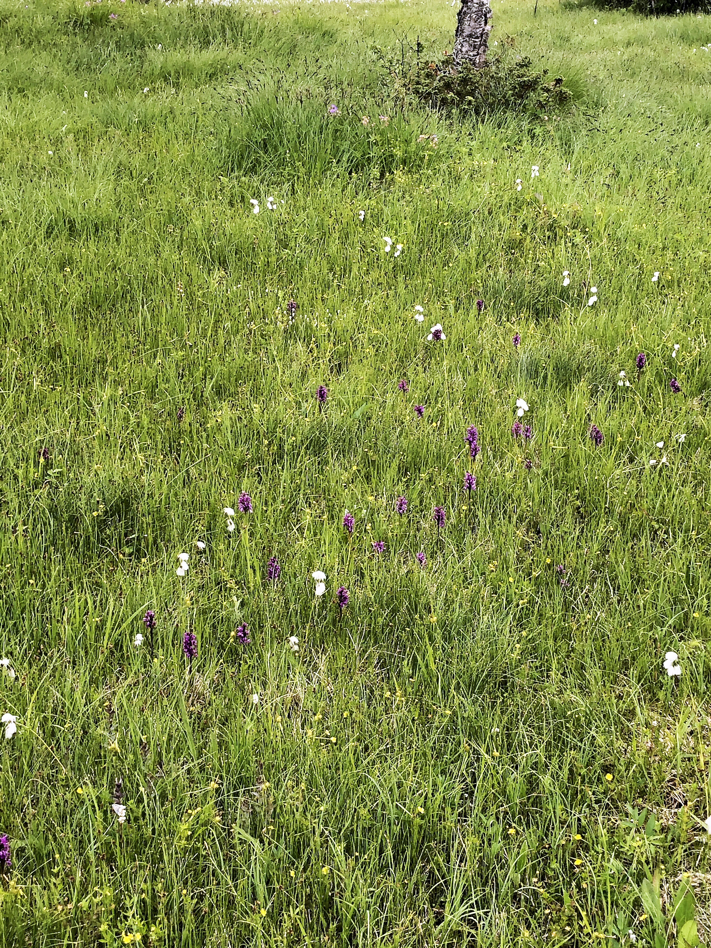 : Dactylorhiza majalis lapponica.