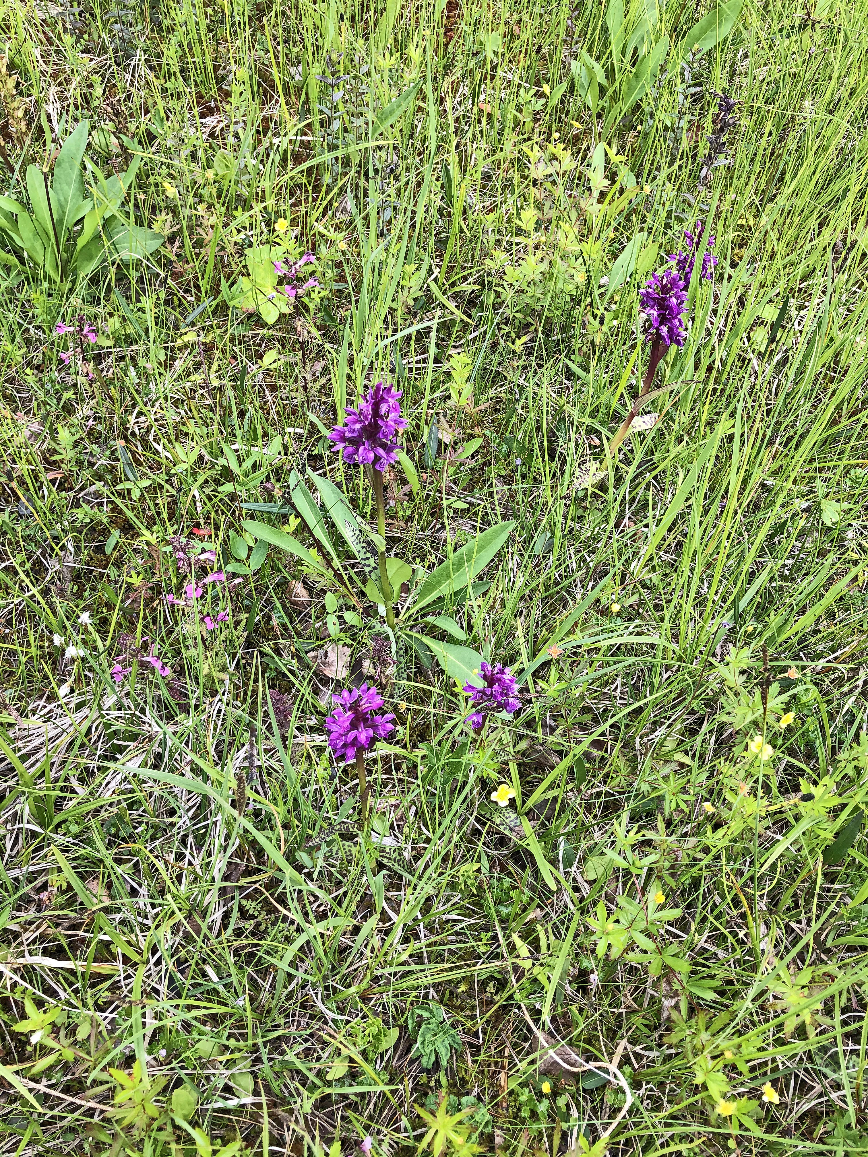 : Dactylorhiza majalis lapponica.