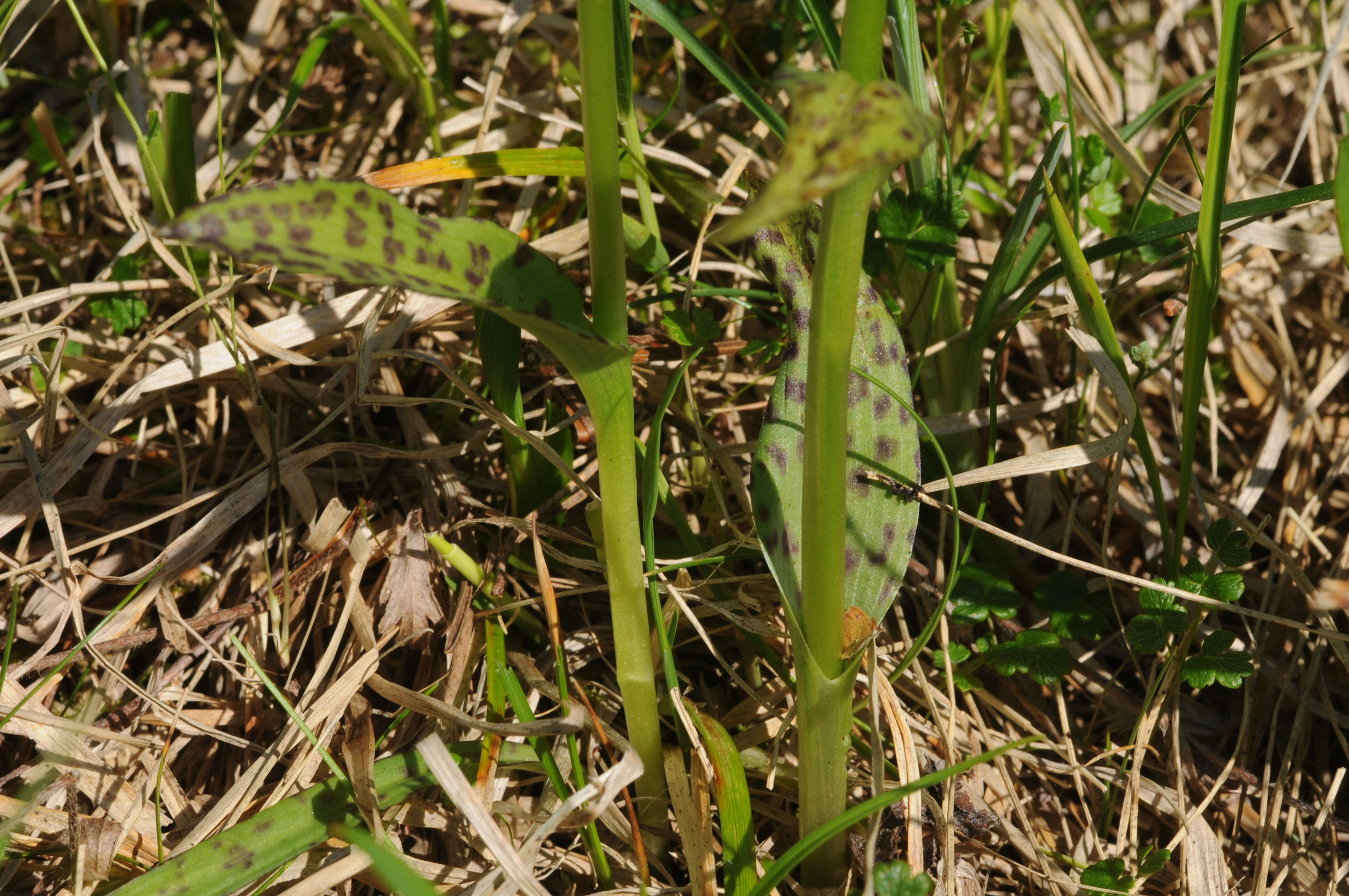 : Dactylorhiza majalis lapponica.