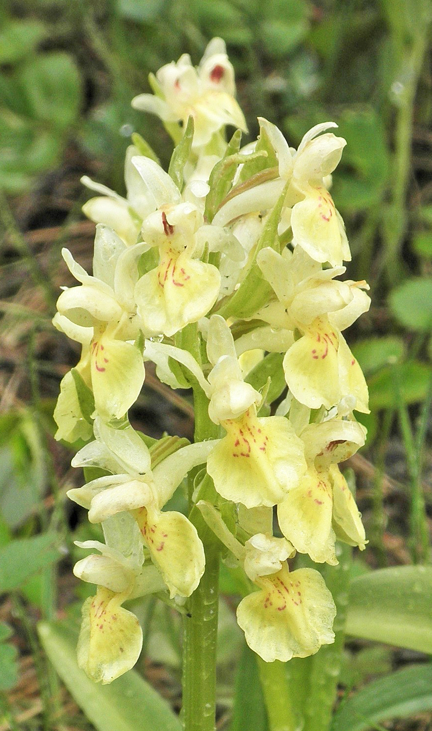 : Dactylorhiza sambucina.