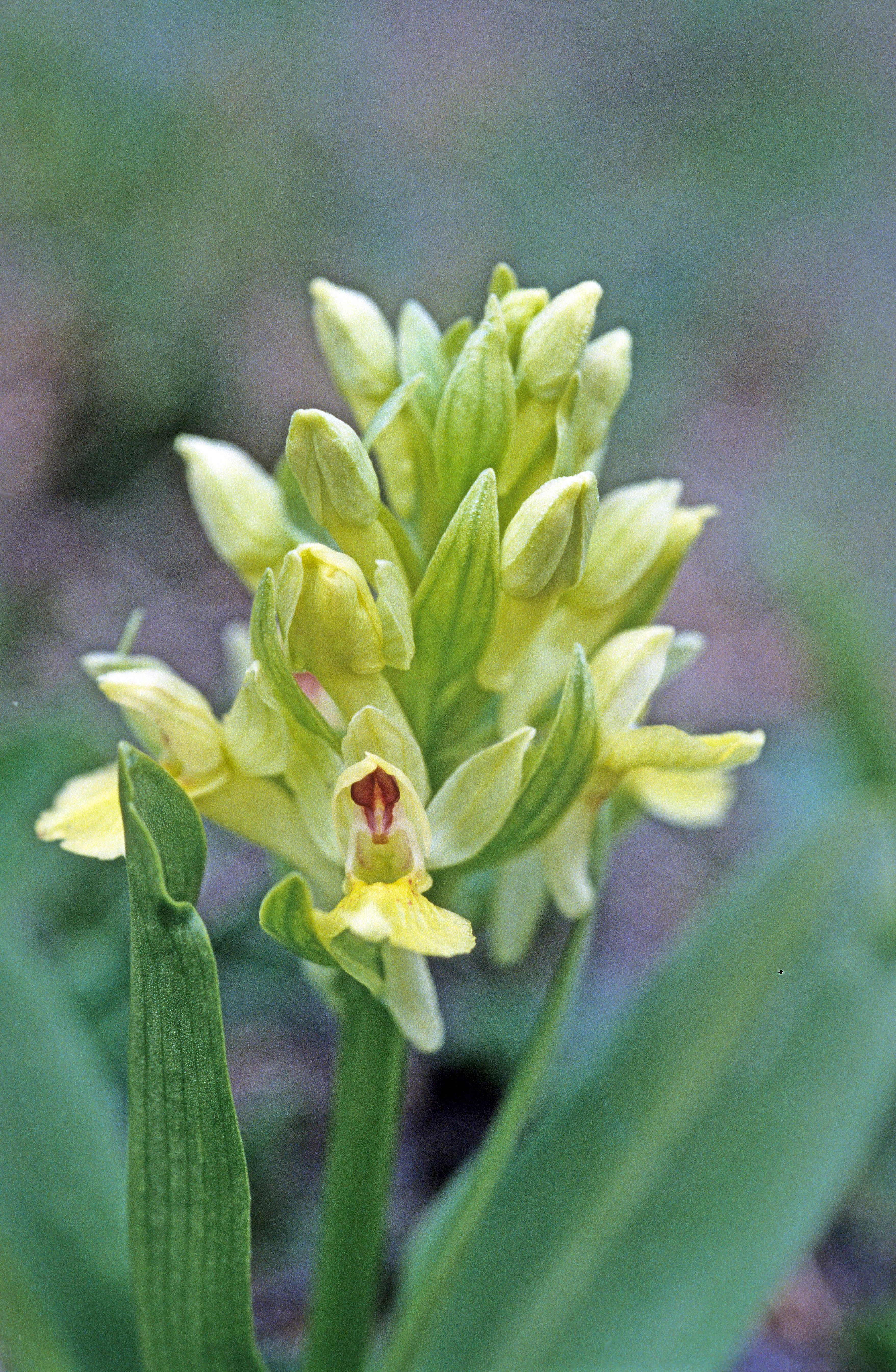 : Dactylorhiza sambucina.