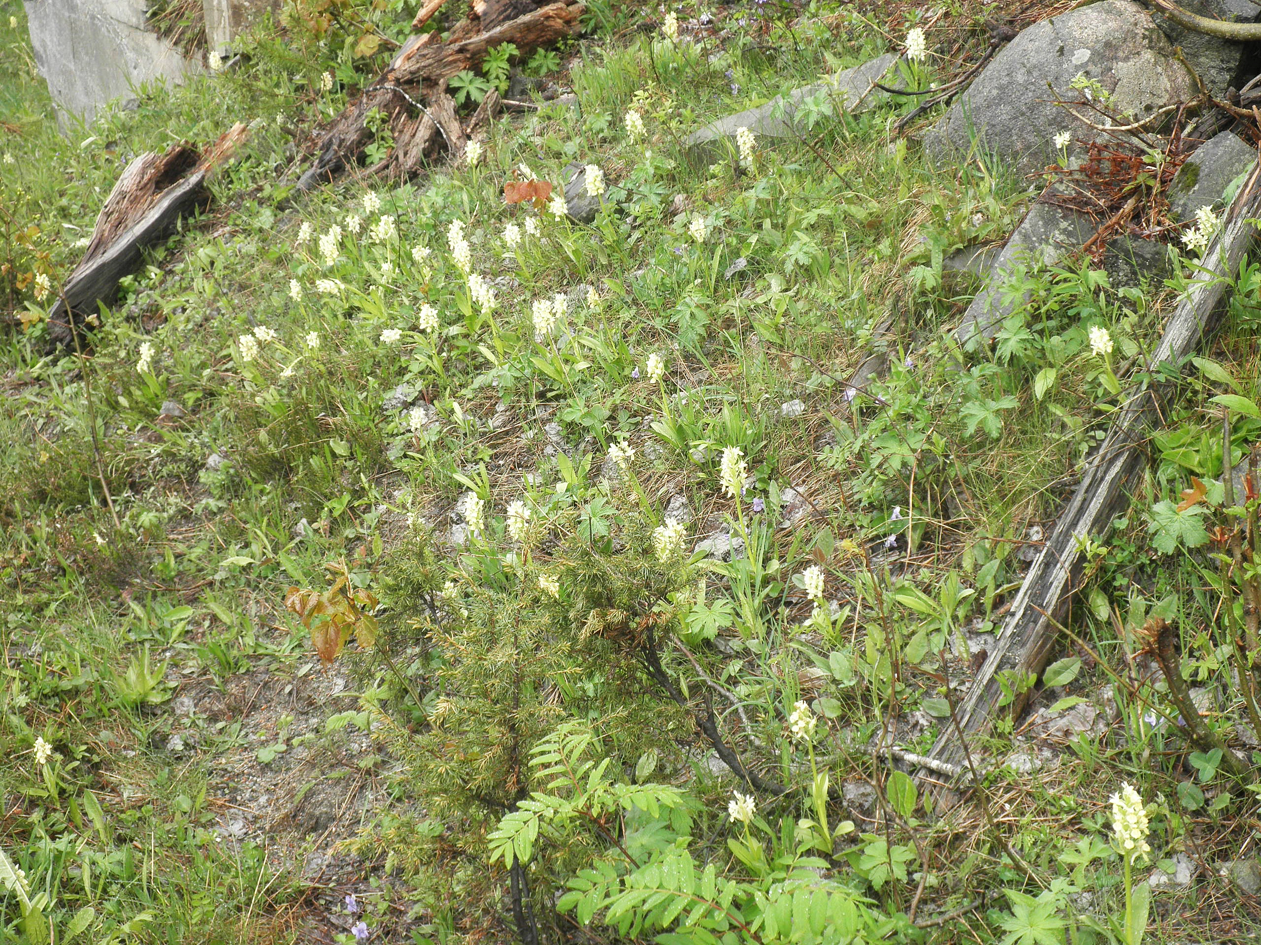 : Dactylorhiza sambucina.