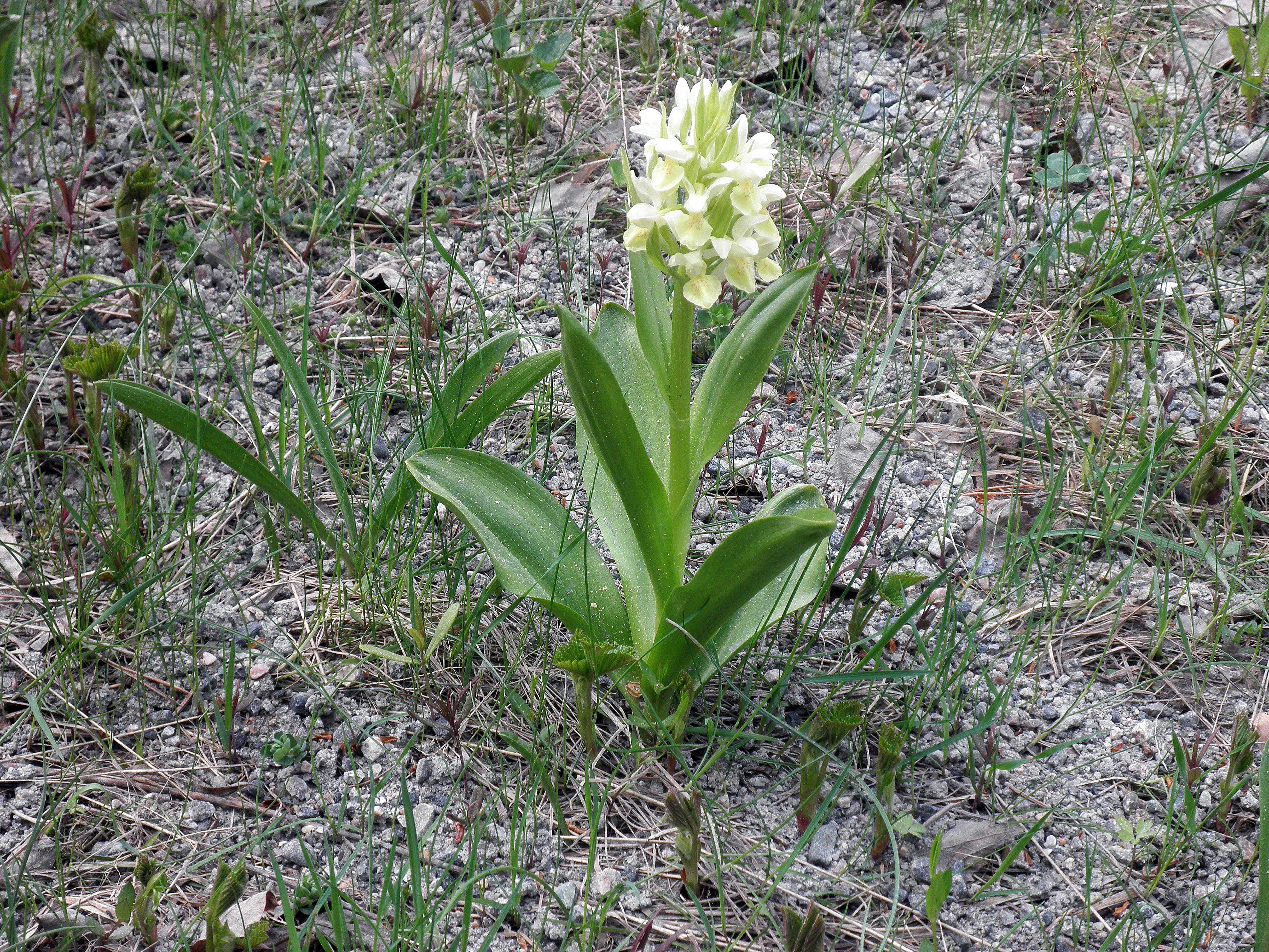 : Dactylorhiza sambucina.