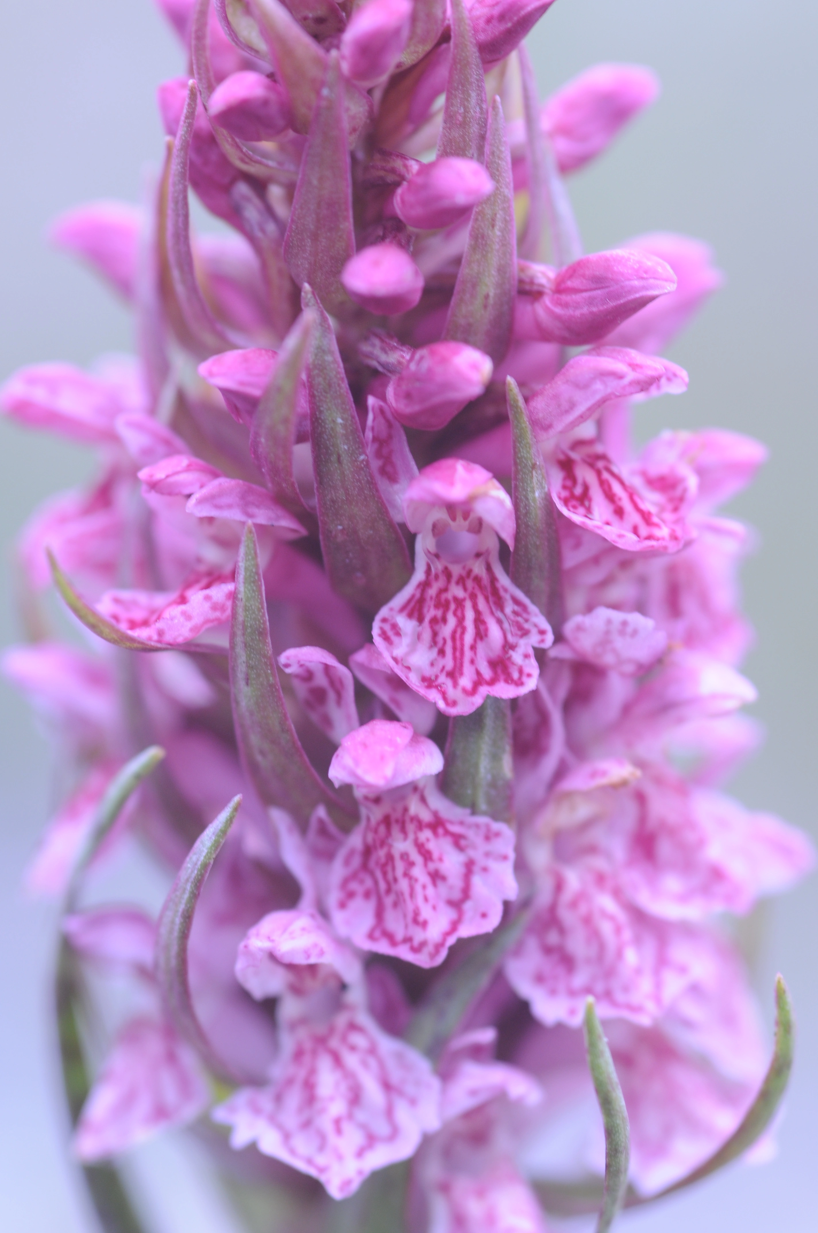 : Dactylorhiza incarnata incarnata.