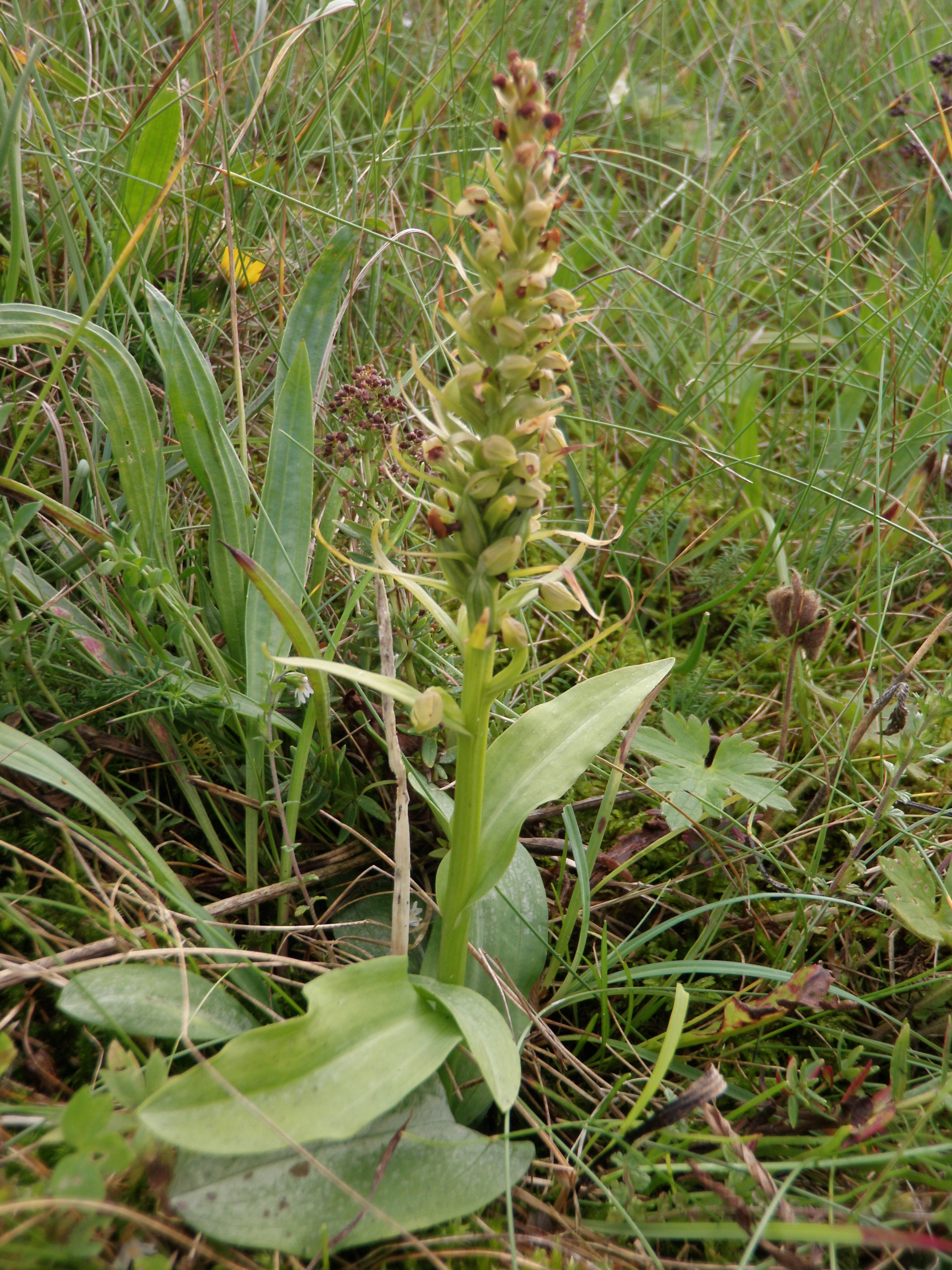 : Dactylorhiza viridis islandica.