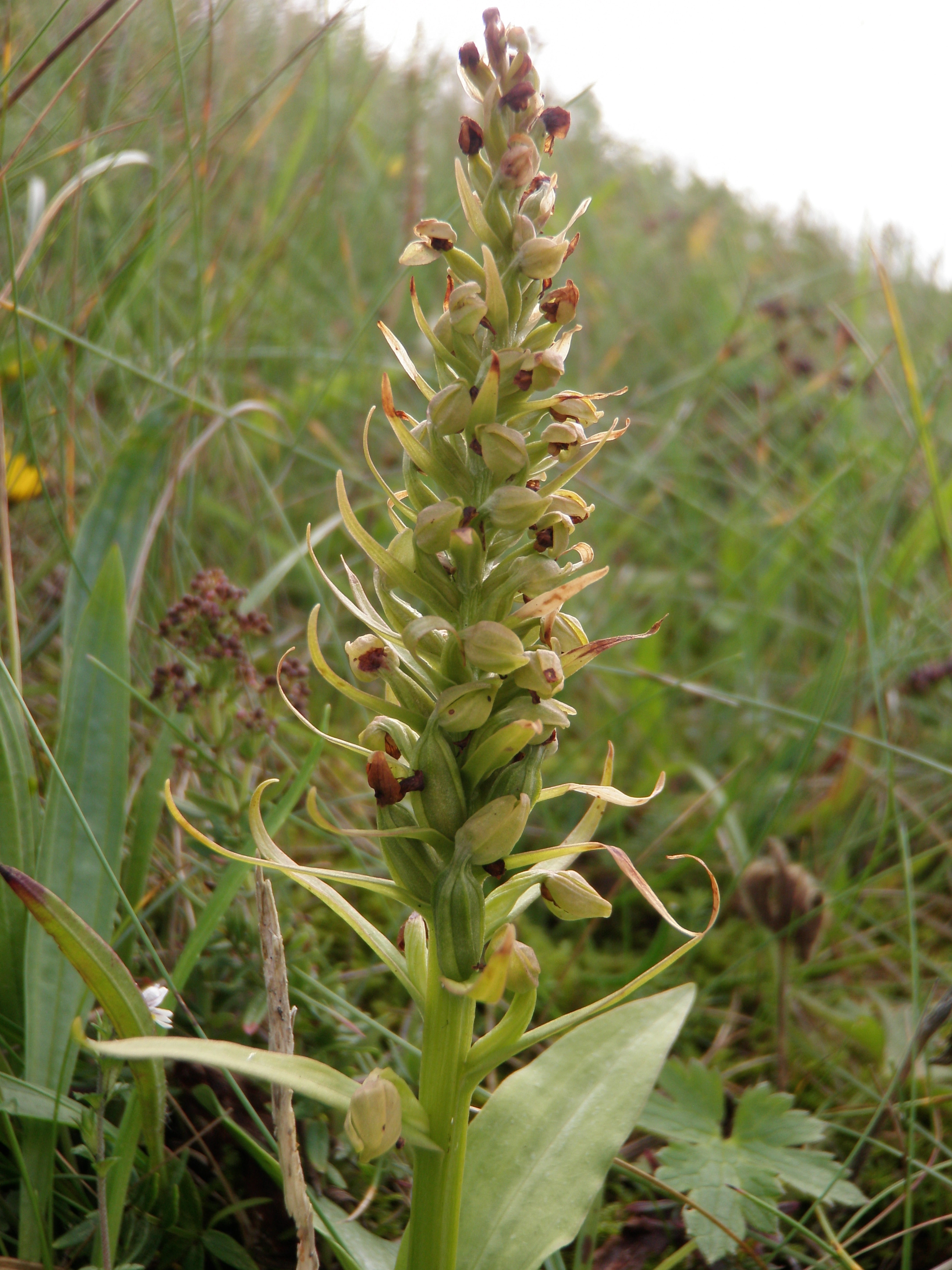 : Dactylorhiza viridis islandica.