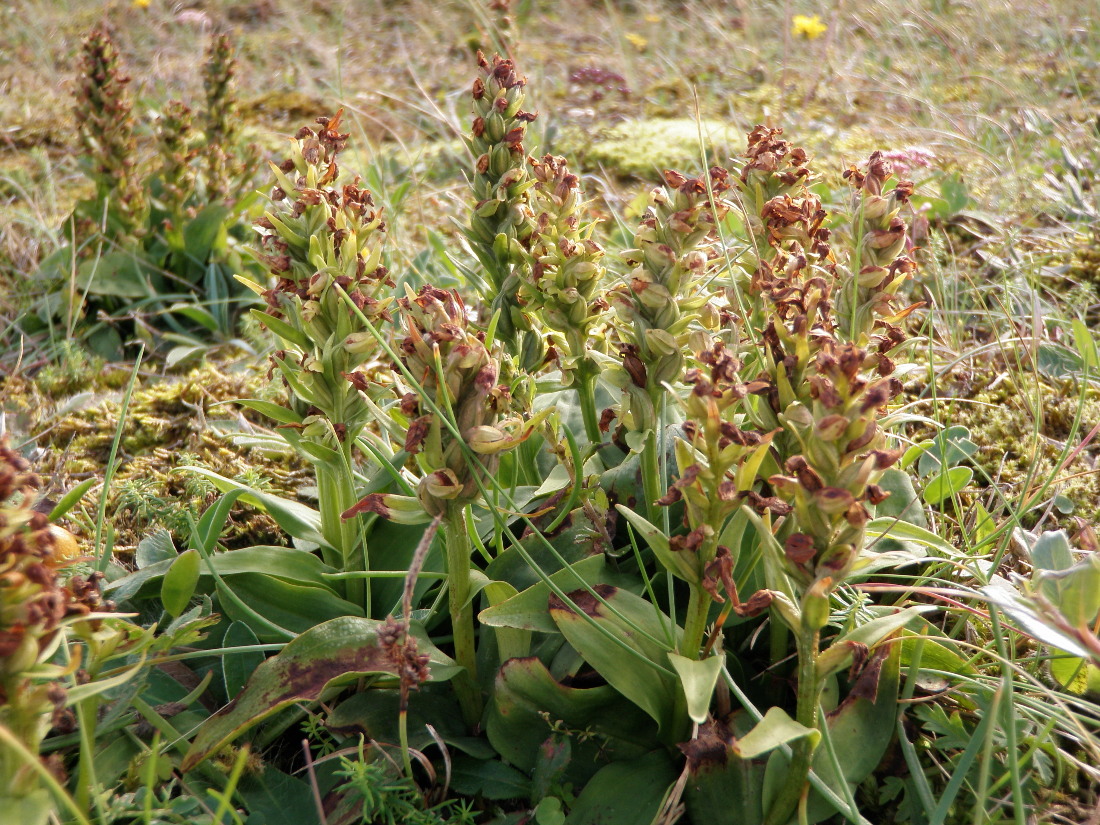 : Dactylorhiza viridis islandica.