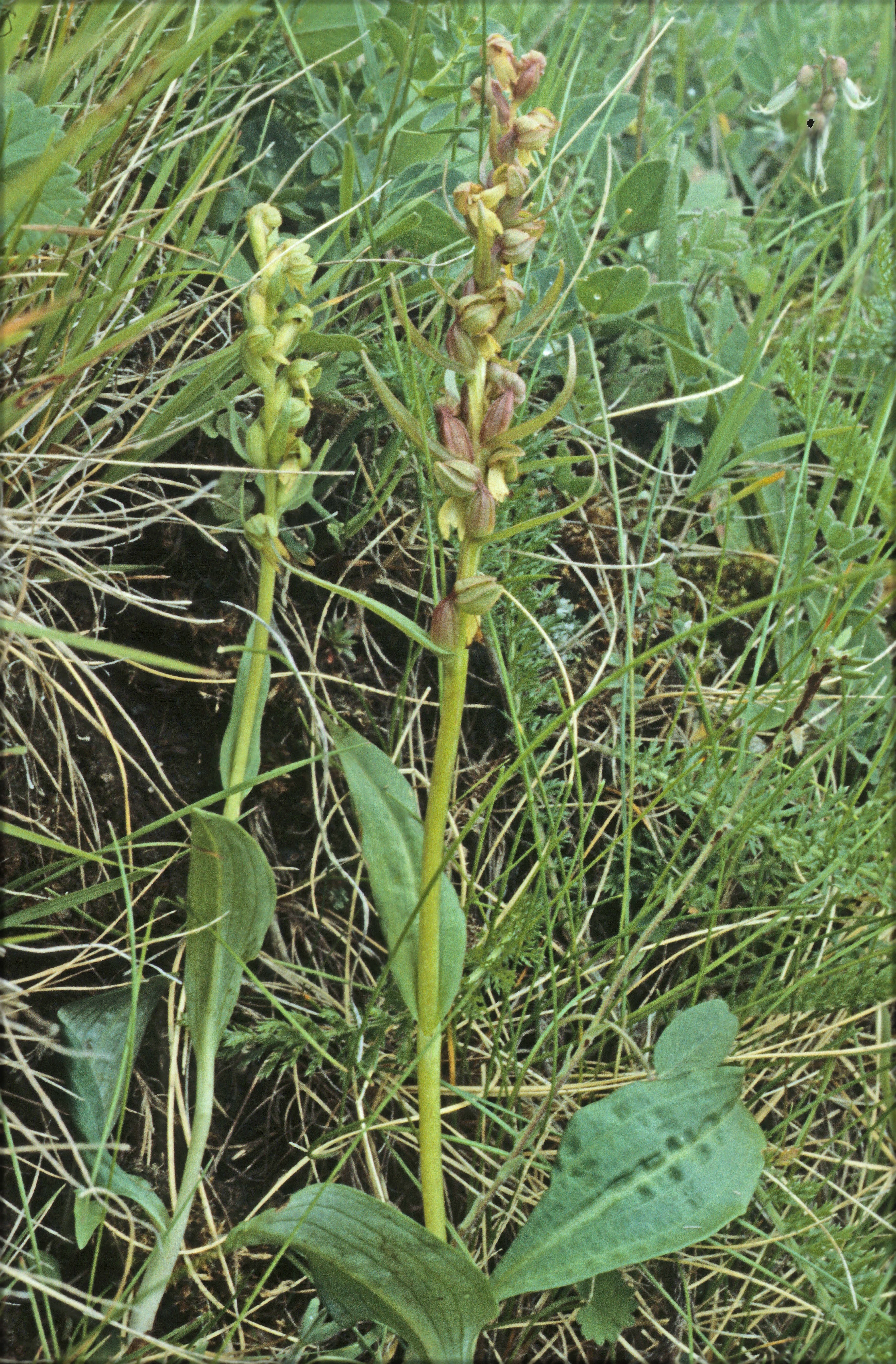 : Dactylorhiza viridis viridis.