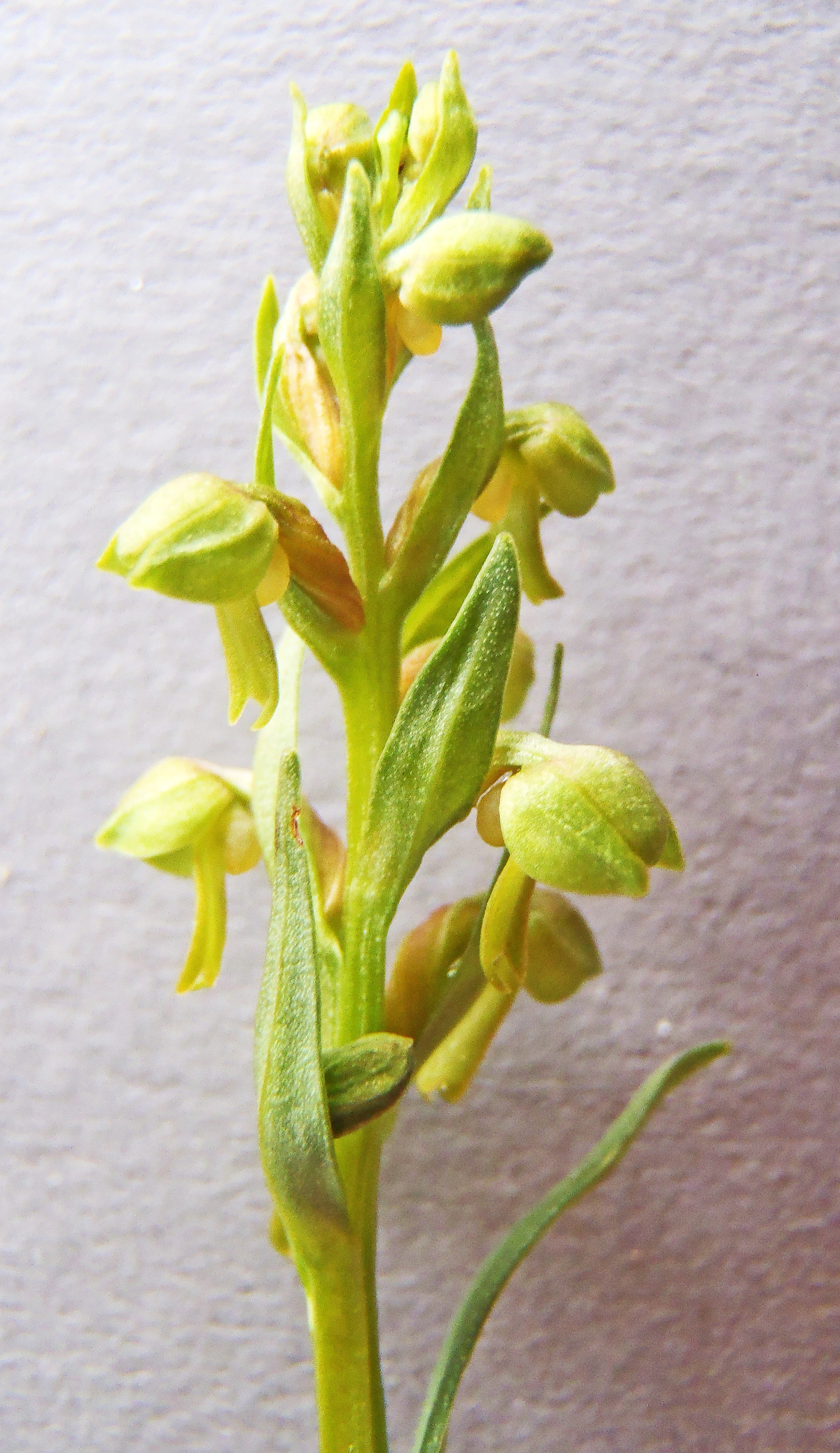 : Dactylorhiza viridis viridis.