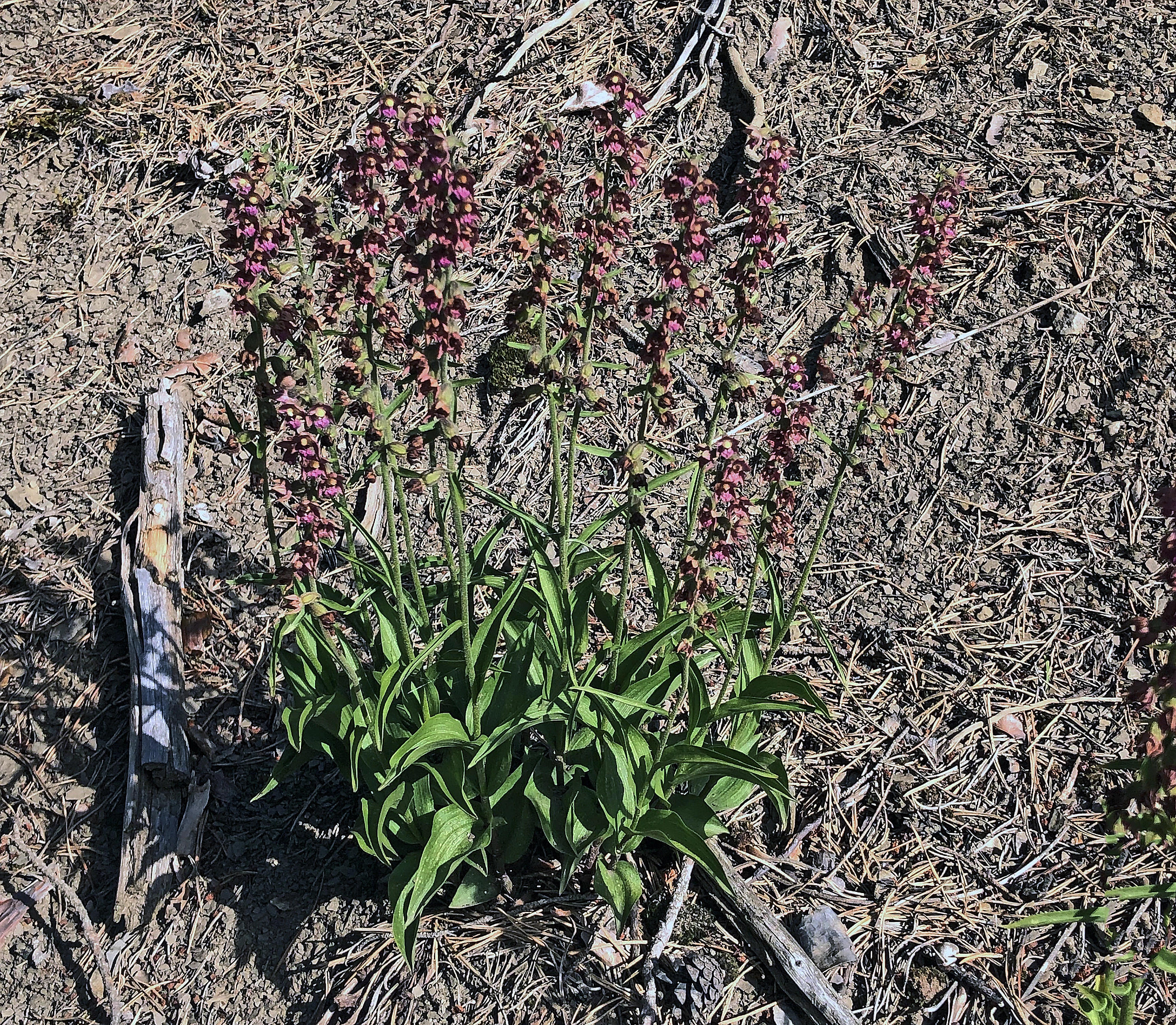 : Epipactis atrorubens.