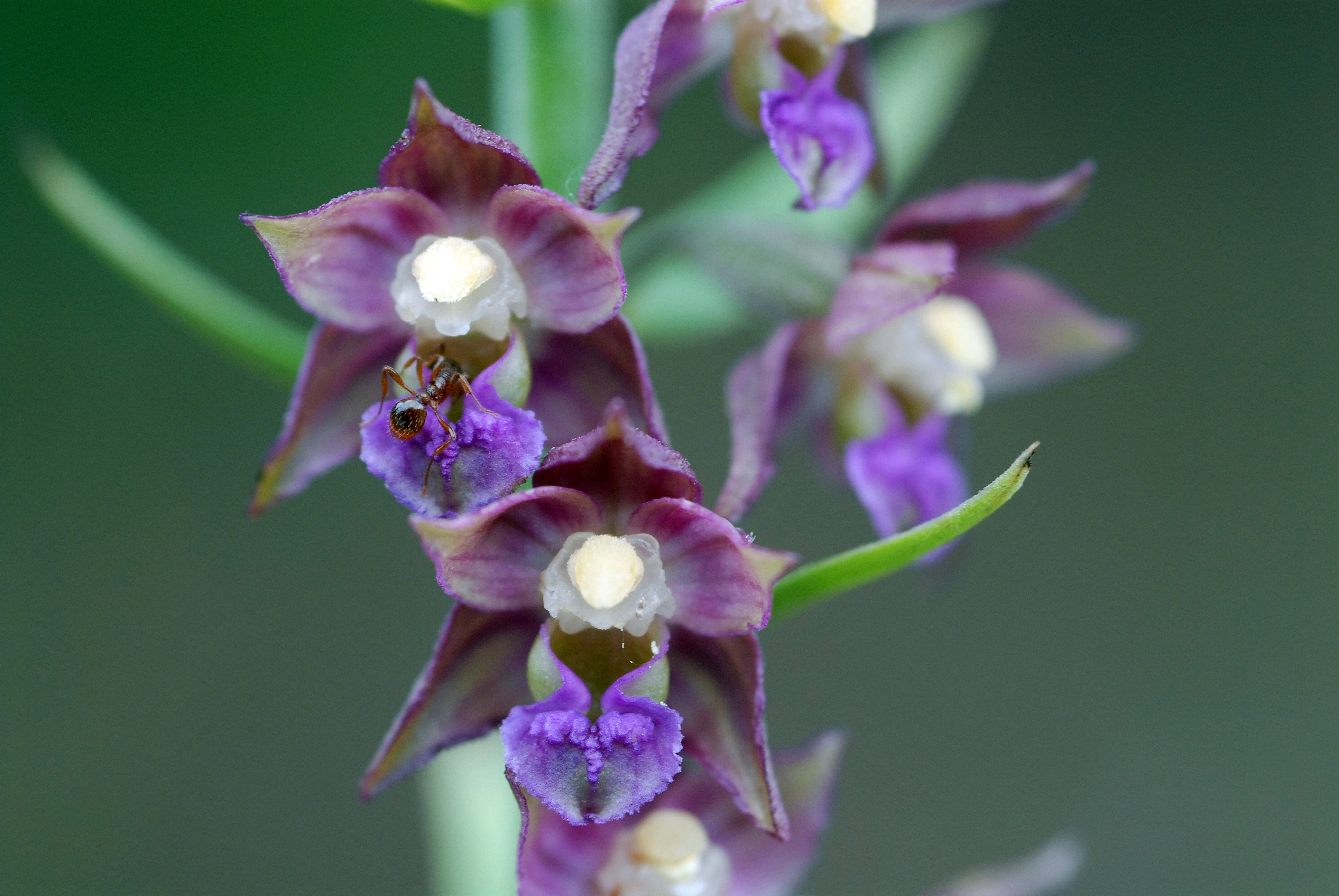 : Epipactis atrorubens.