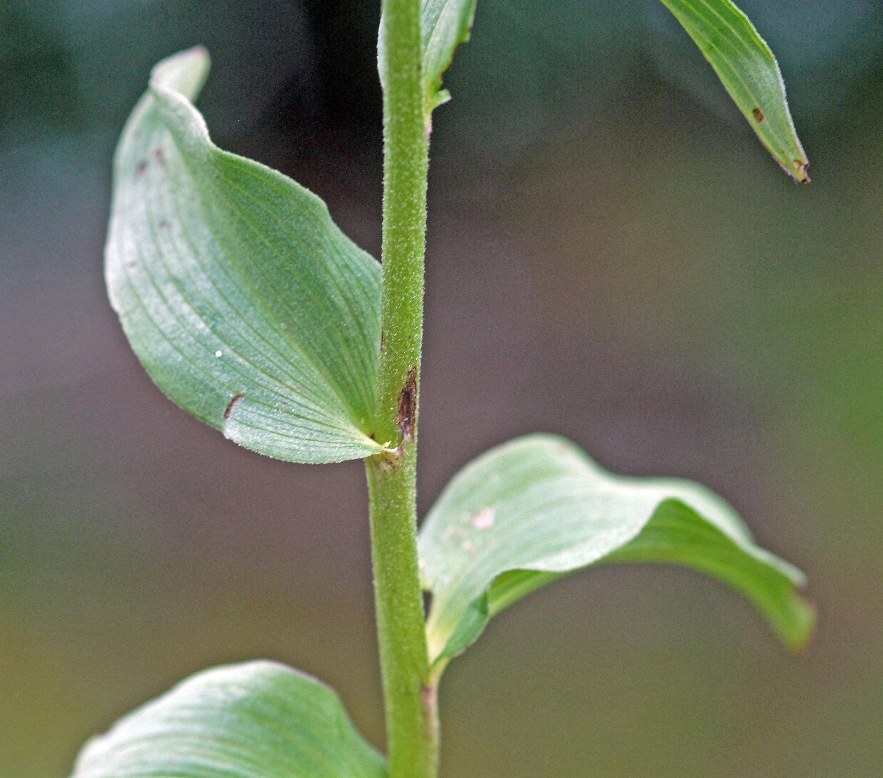 : Epipactis atrorubens.