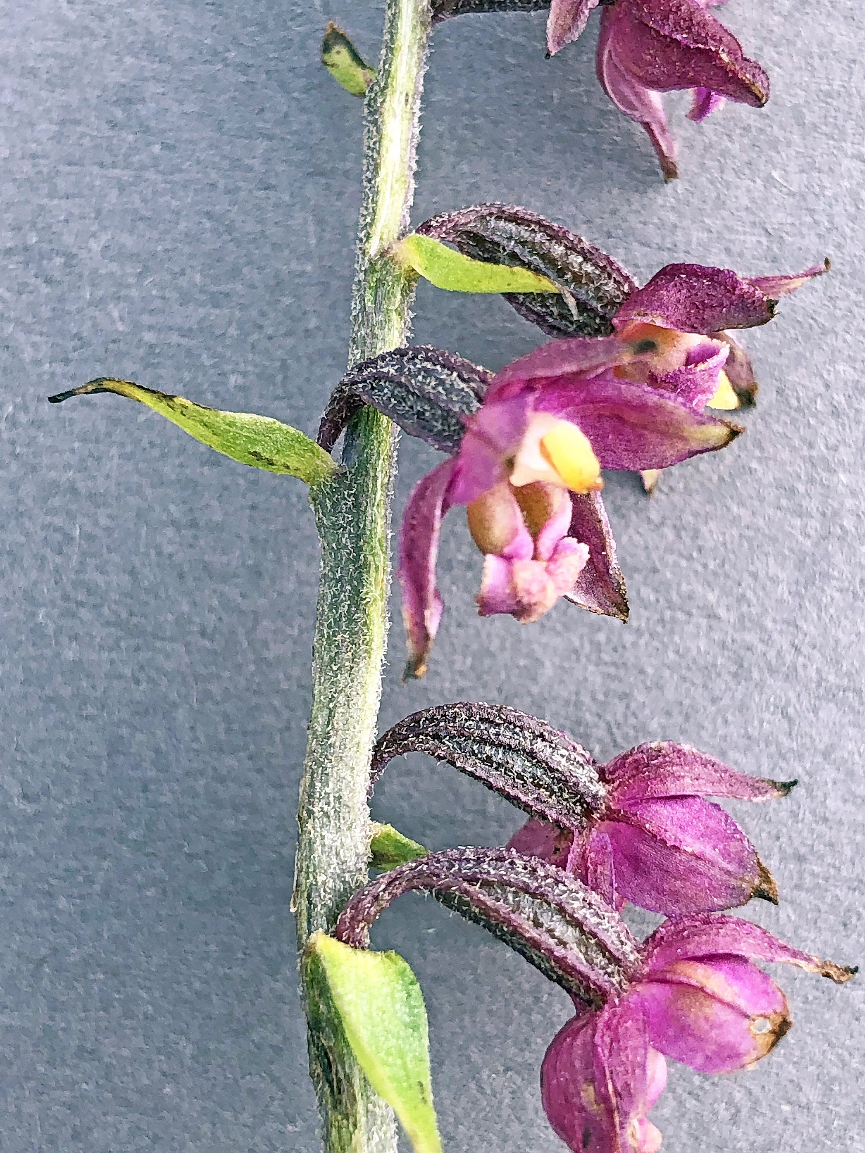 : Epipactis atrorubens.